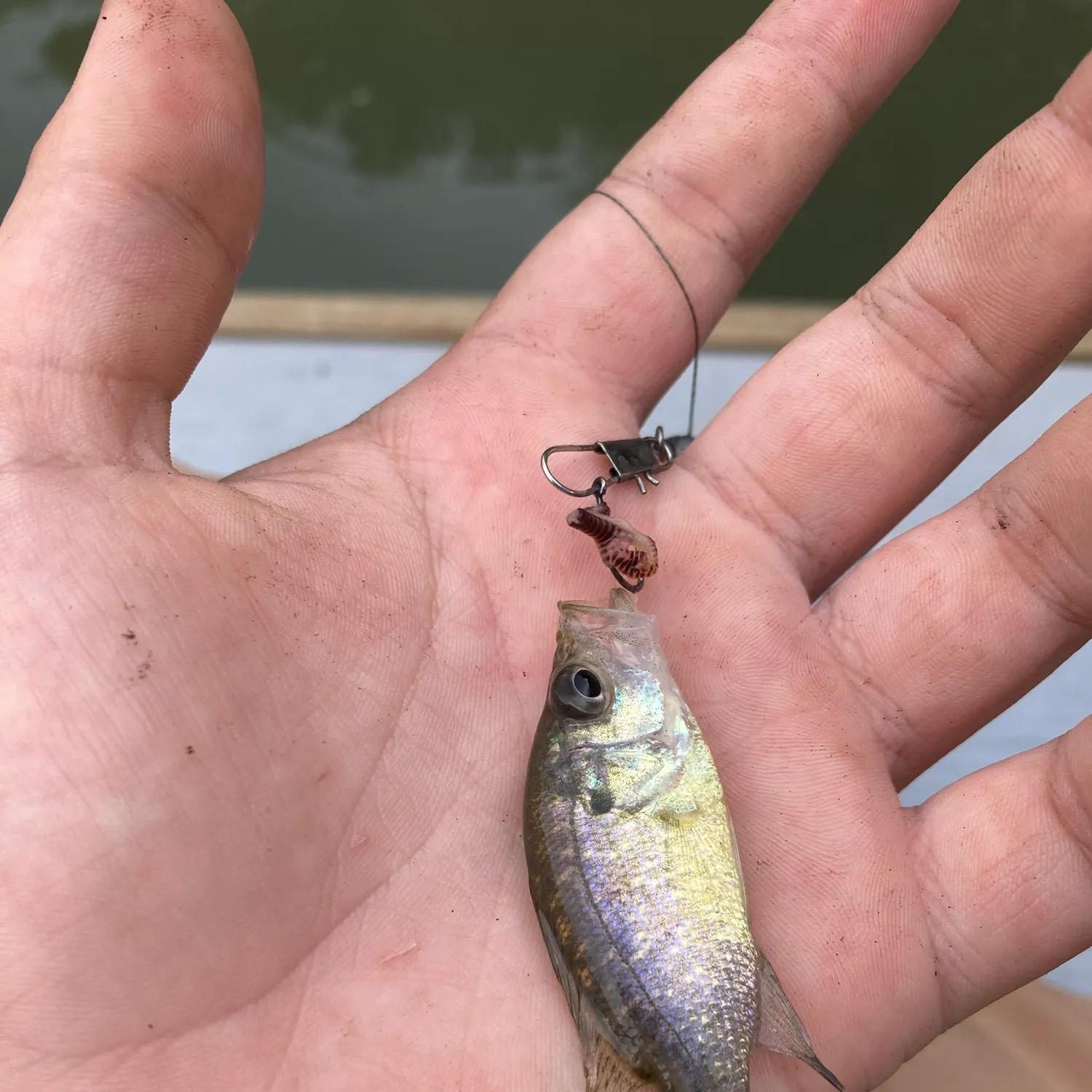 The most recent Whale shark catches on Fishbrain