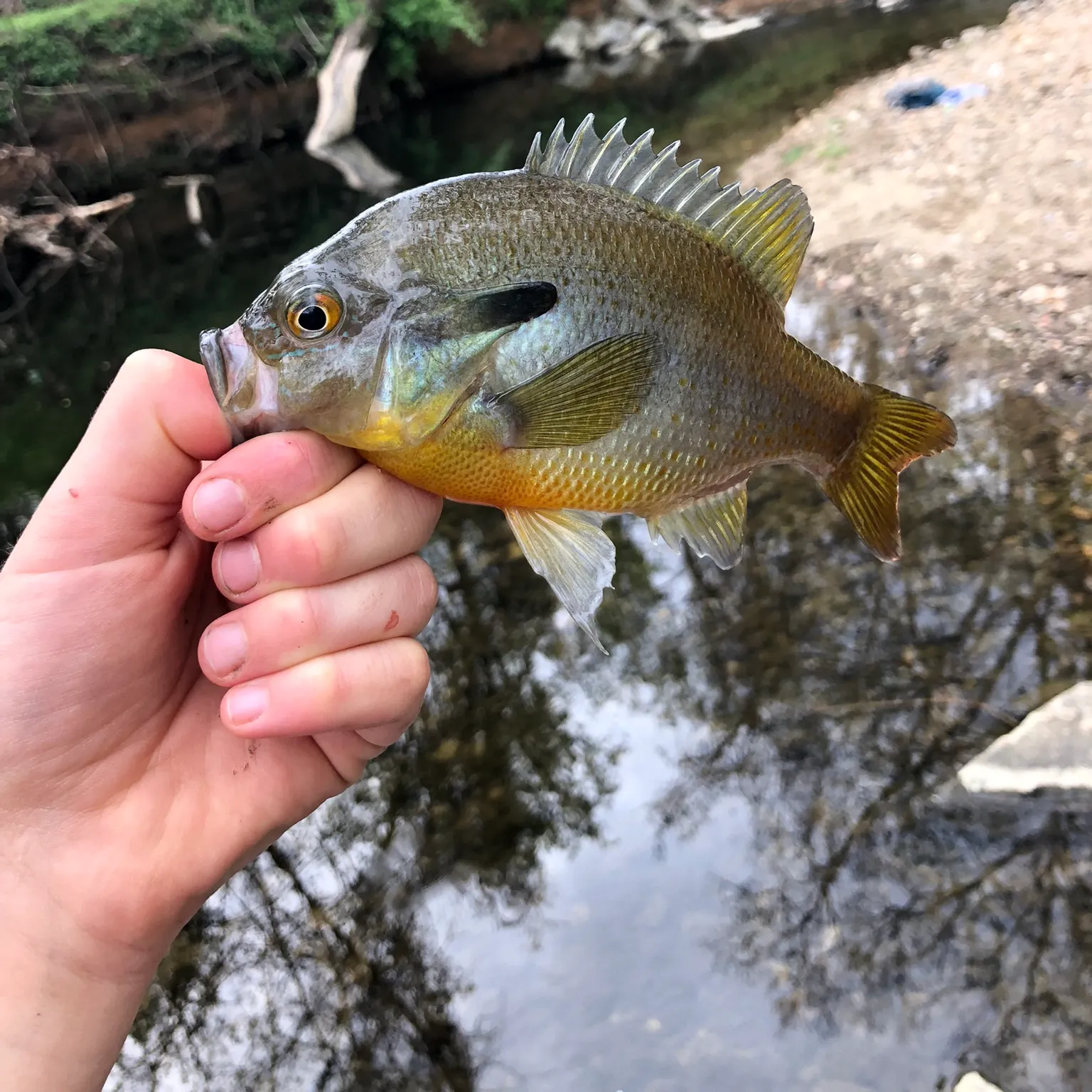The most recent Redbreast sunfish catches on Fishbrain