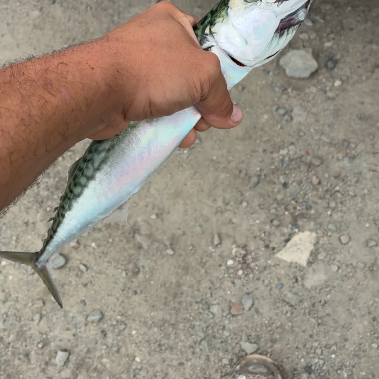 Atlantic mackerel caught on Fishbrain