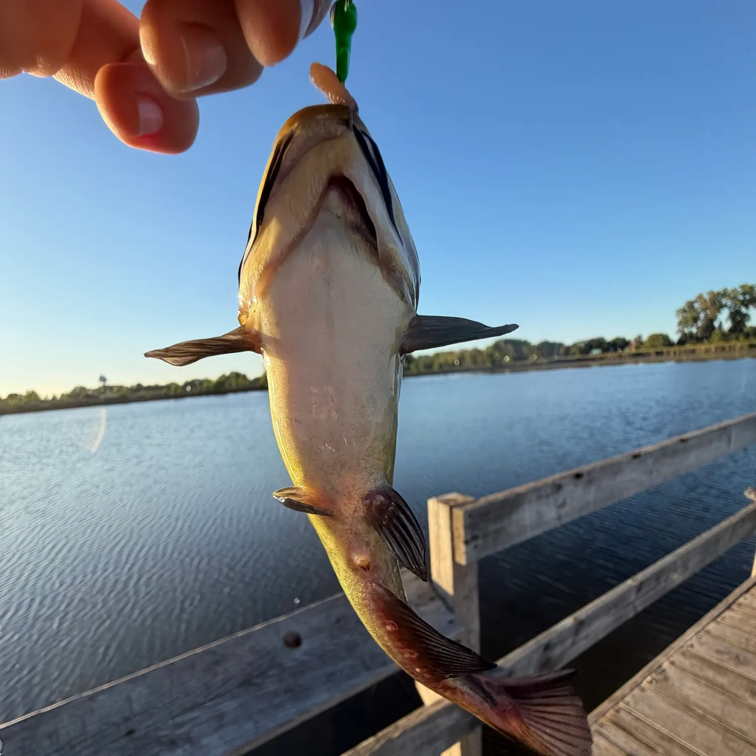 Yellow bullhead caught on Fishbrain