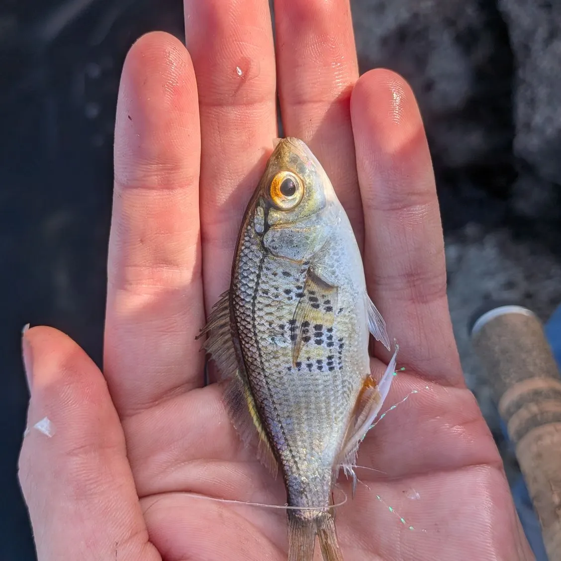 The most recent White seaperch catches on Fishbrain