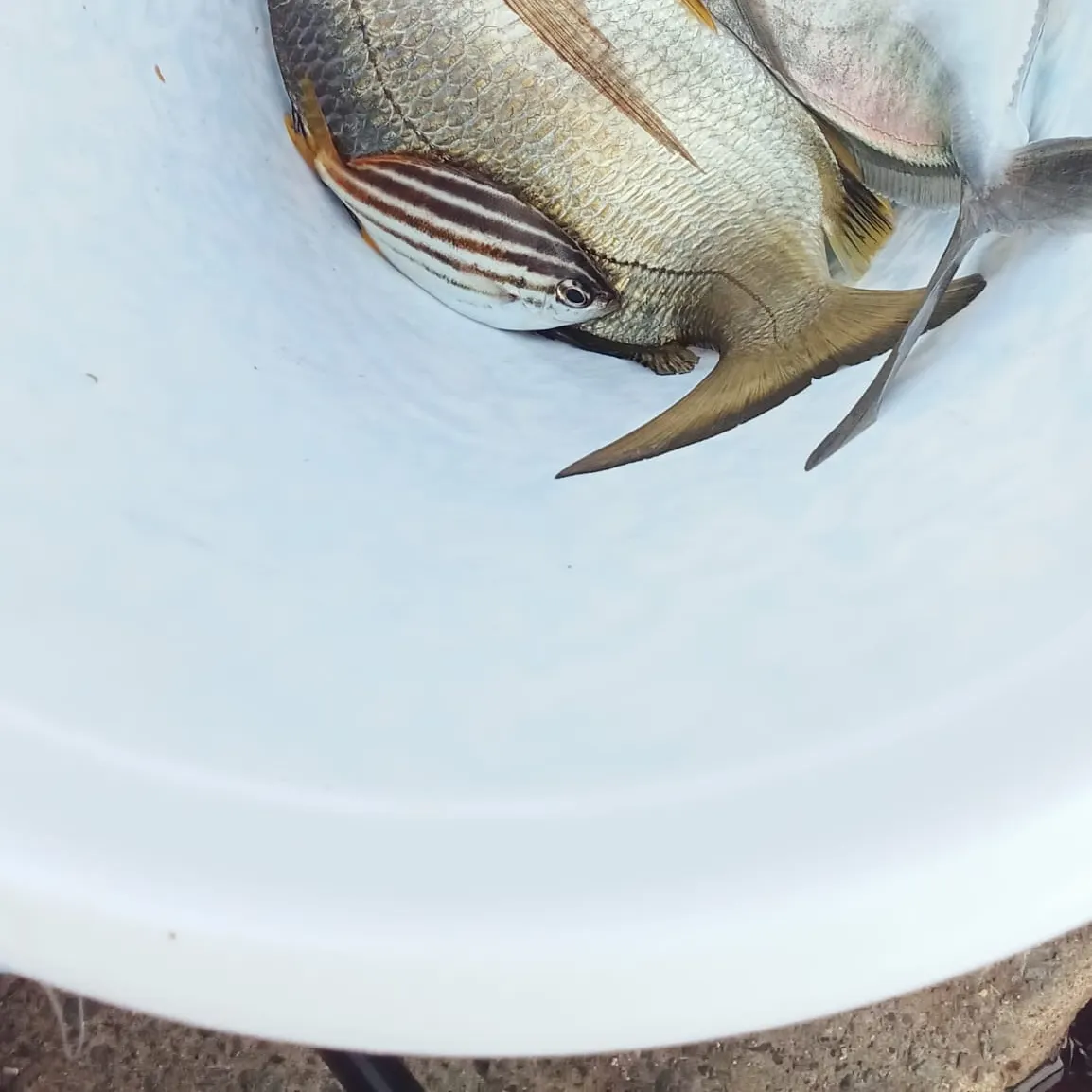The most recent Silver trevally catches on Fishbrain