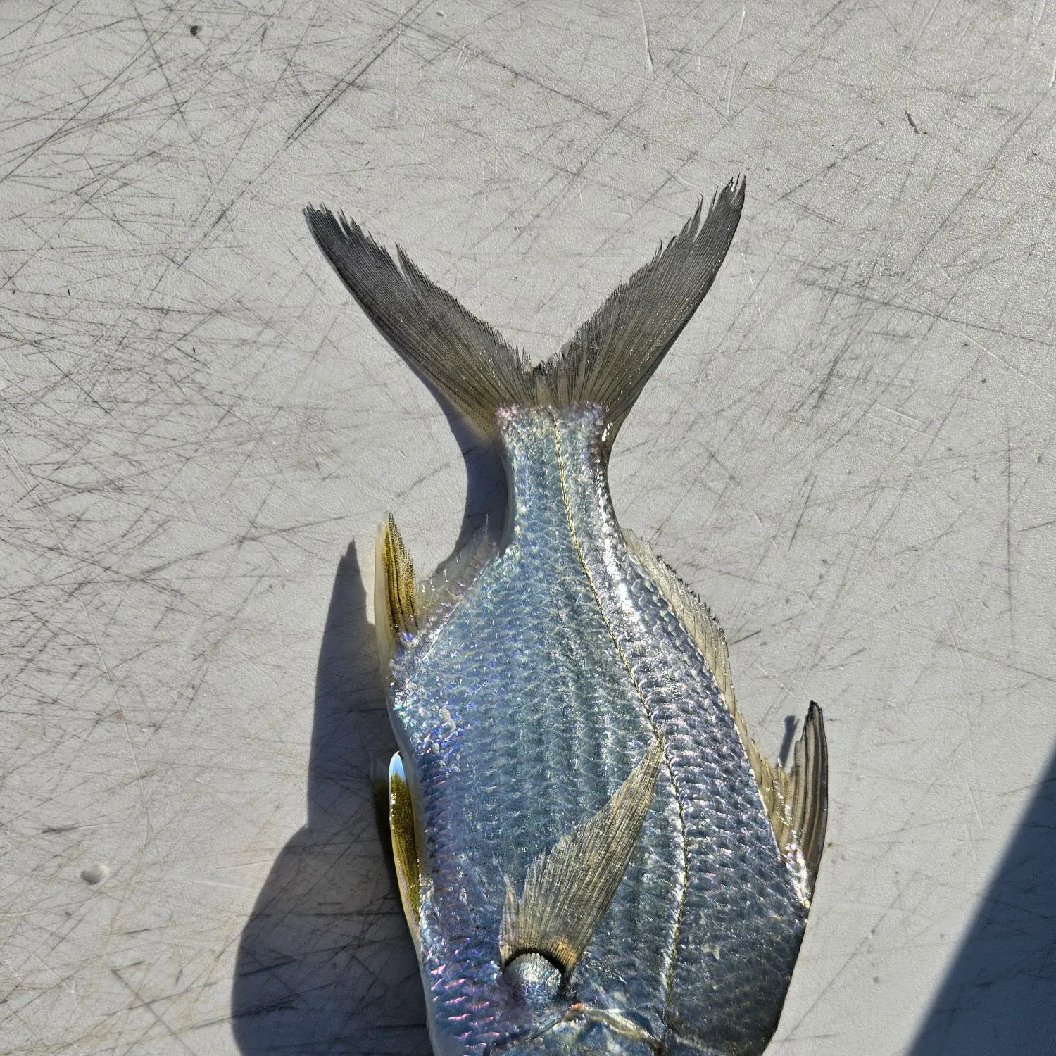 most liked catch image