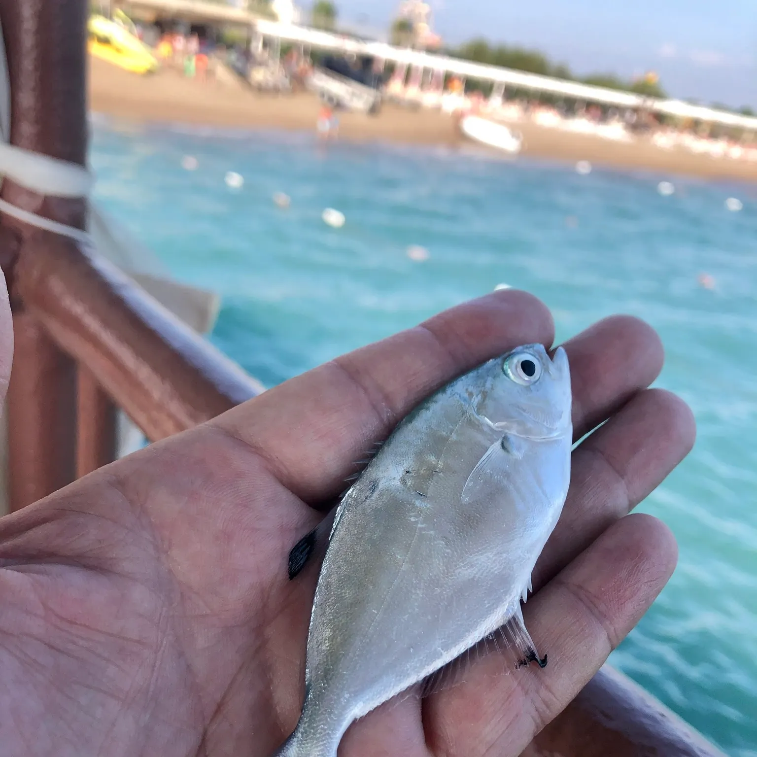 most liked catch image