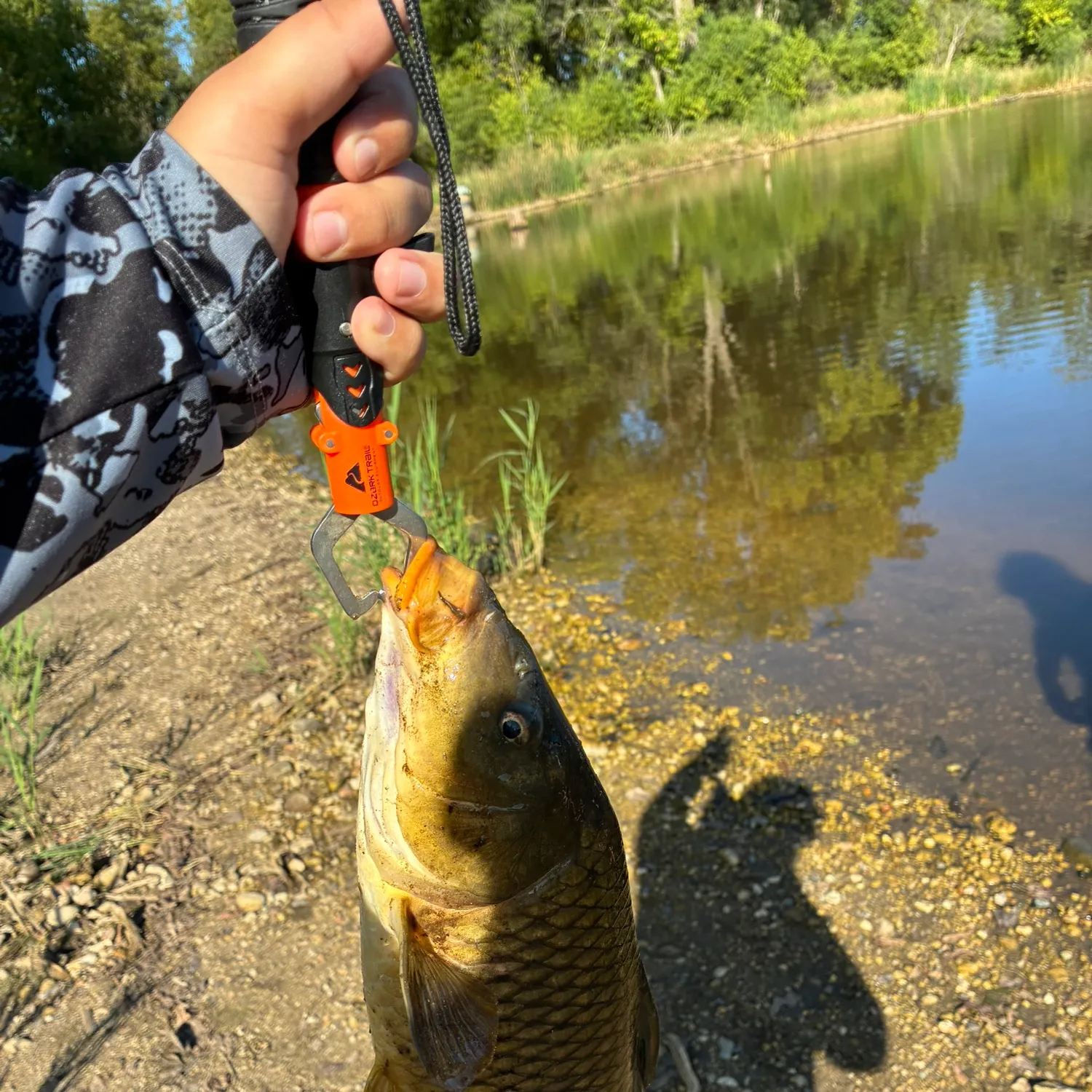 Common carp caught on Fishbrain