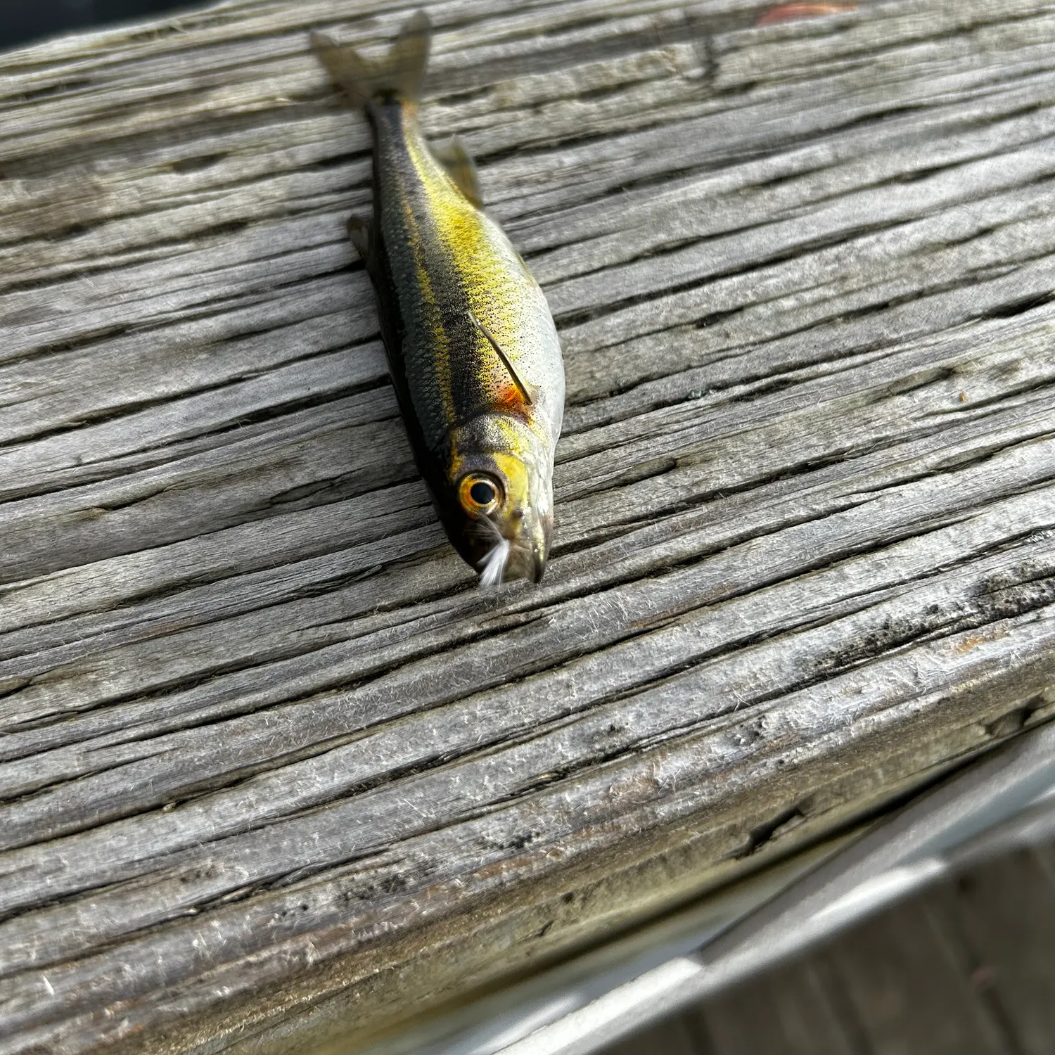 The most recent Redside shiner catches on Fishbrain