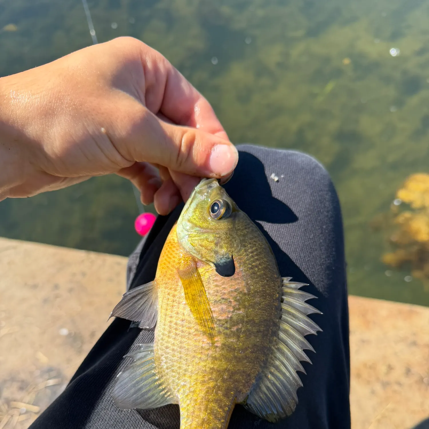Bluegill caught on Fishbrain