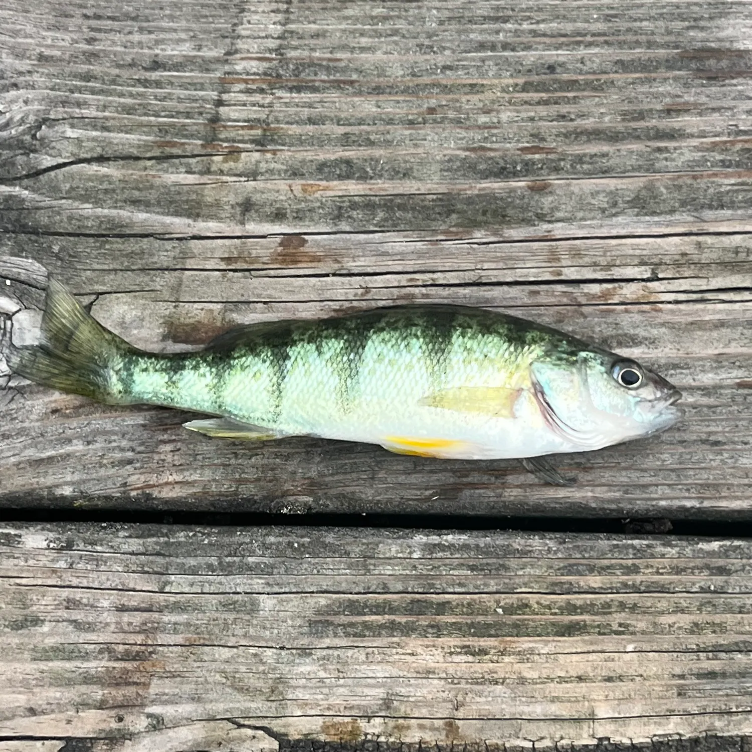 Fish caught on Fishbrain