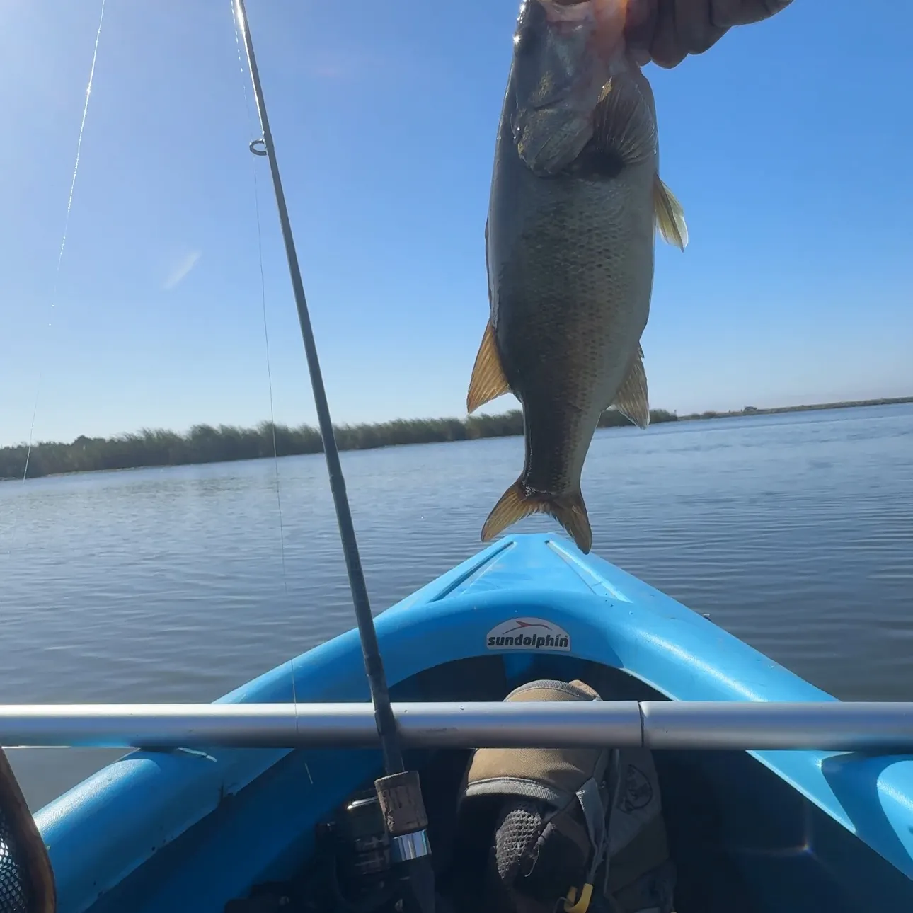 Largemouth bass caught on Fishbrain