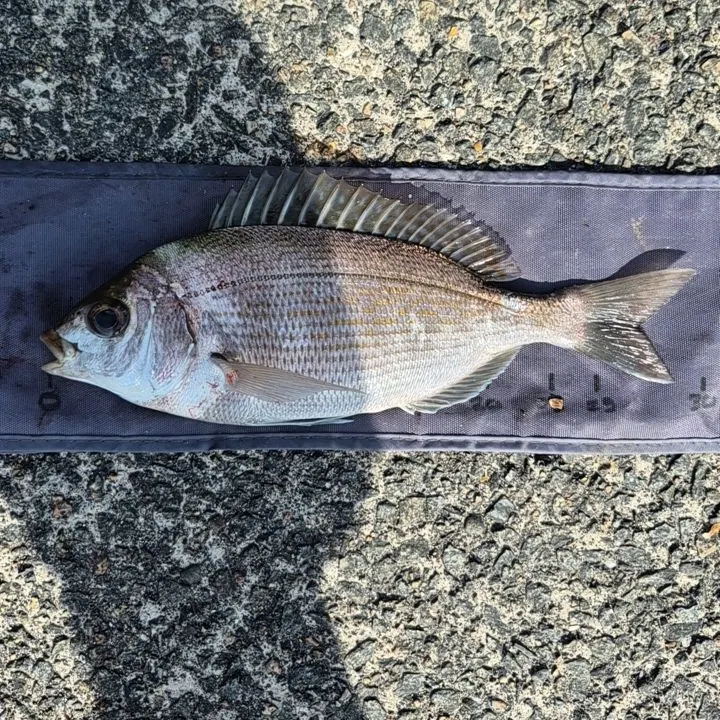 Black seabream caught on Fishbrain