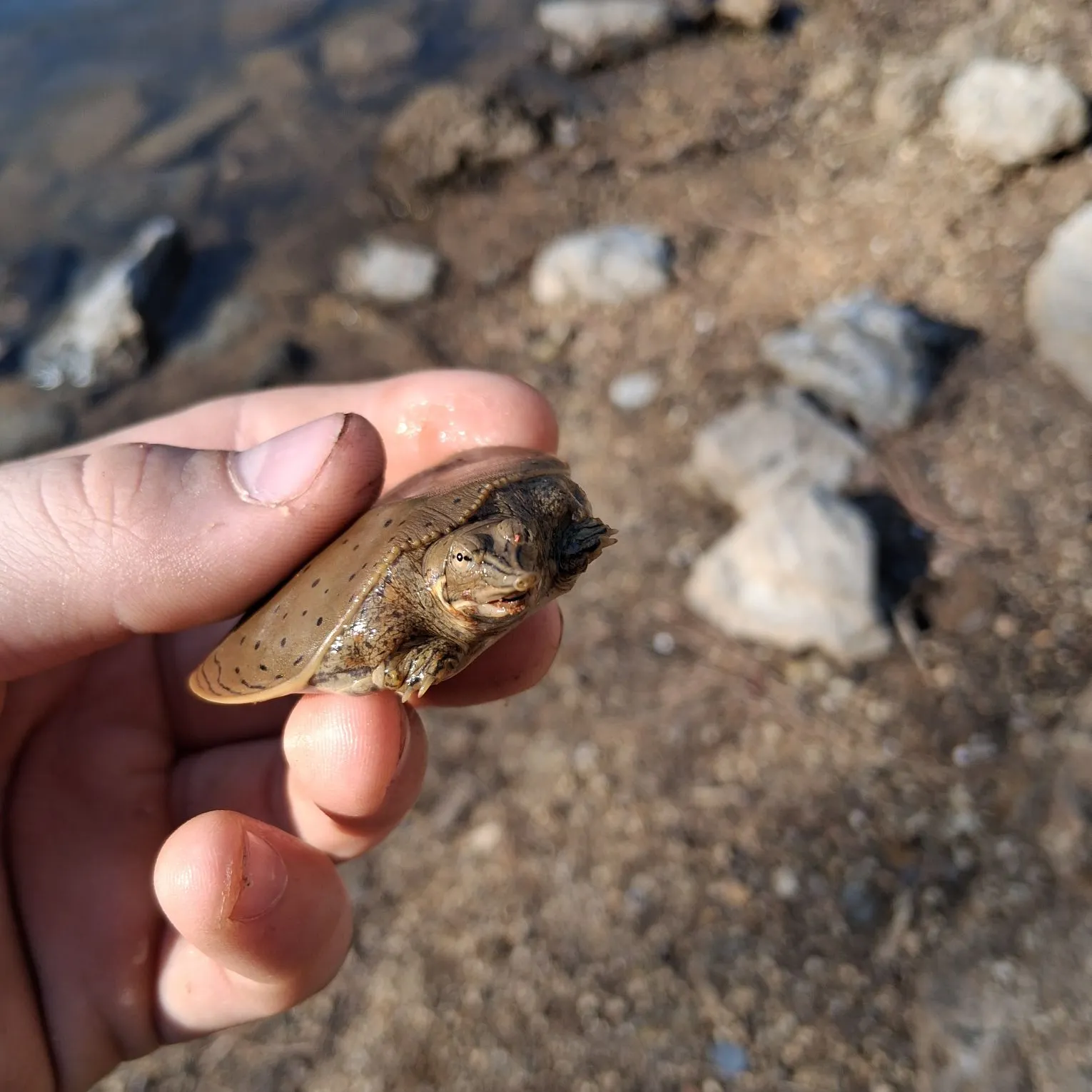The most recent Hornyhead chub catches on Fishbrain
