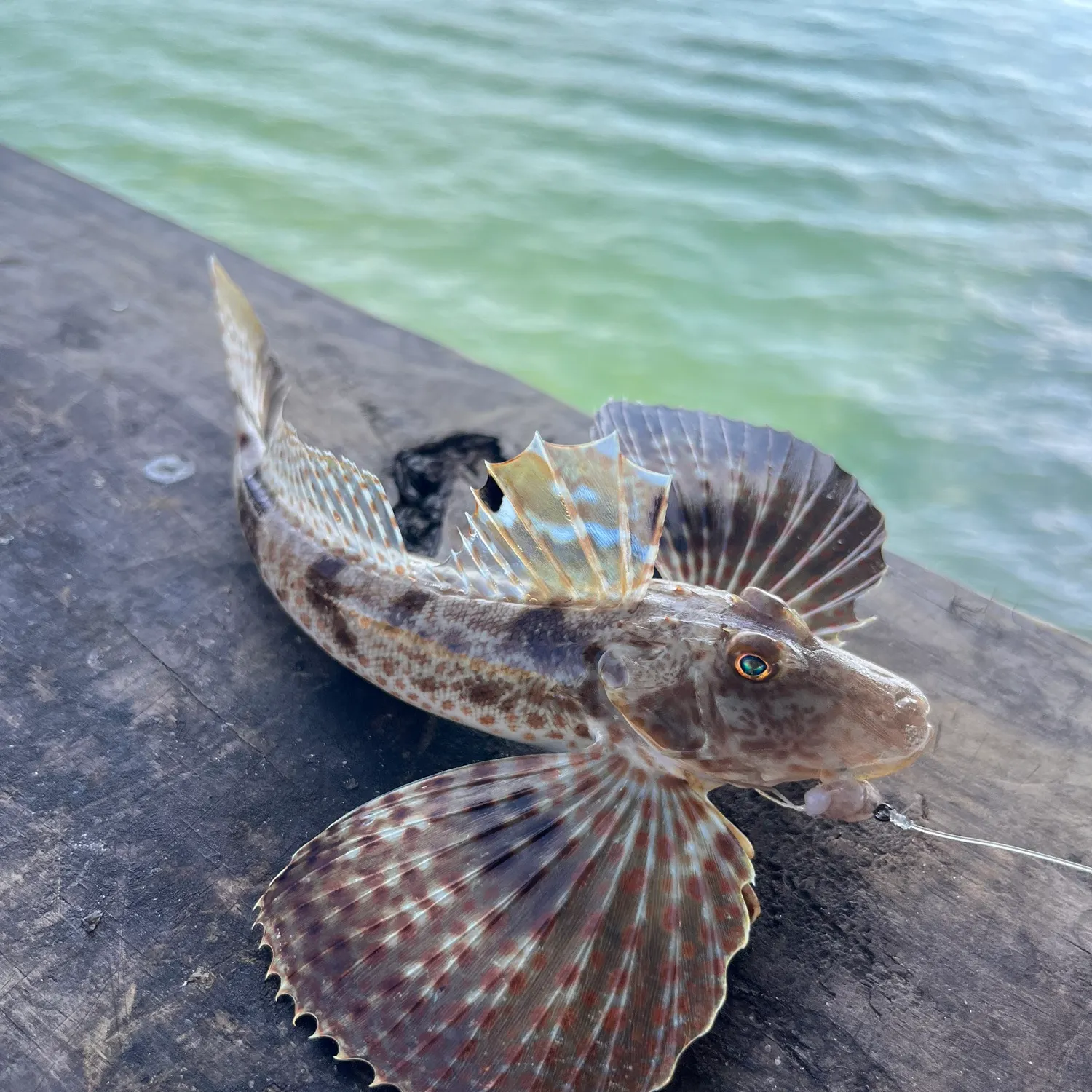 The most recent Bighead searobin catches on Fishbrain