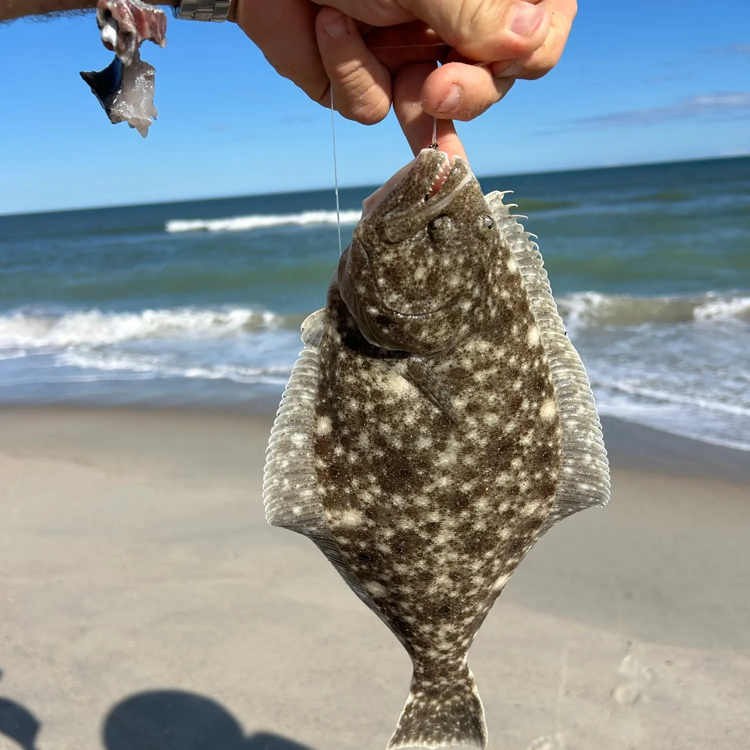 Summer flounder caught on Fishbrain