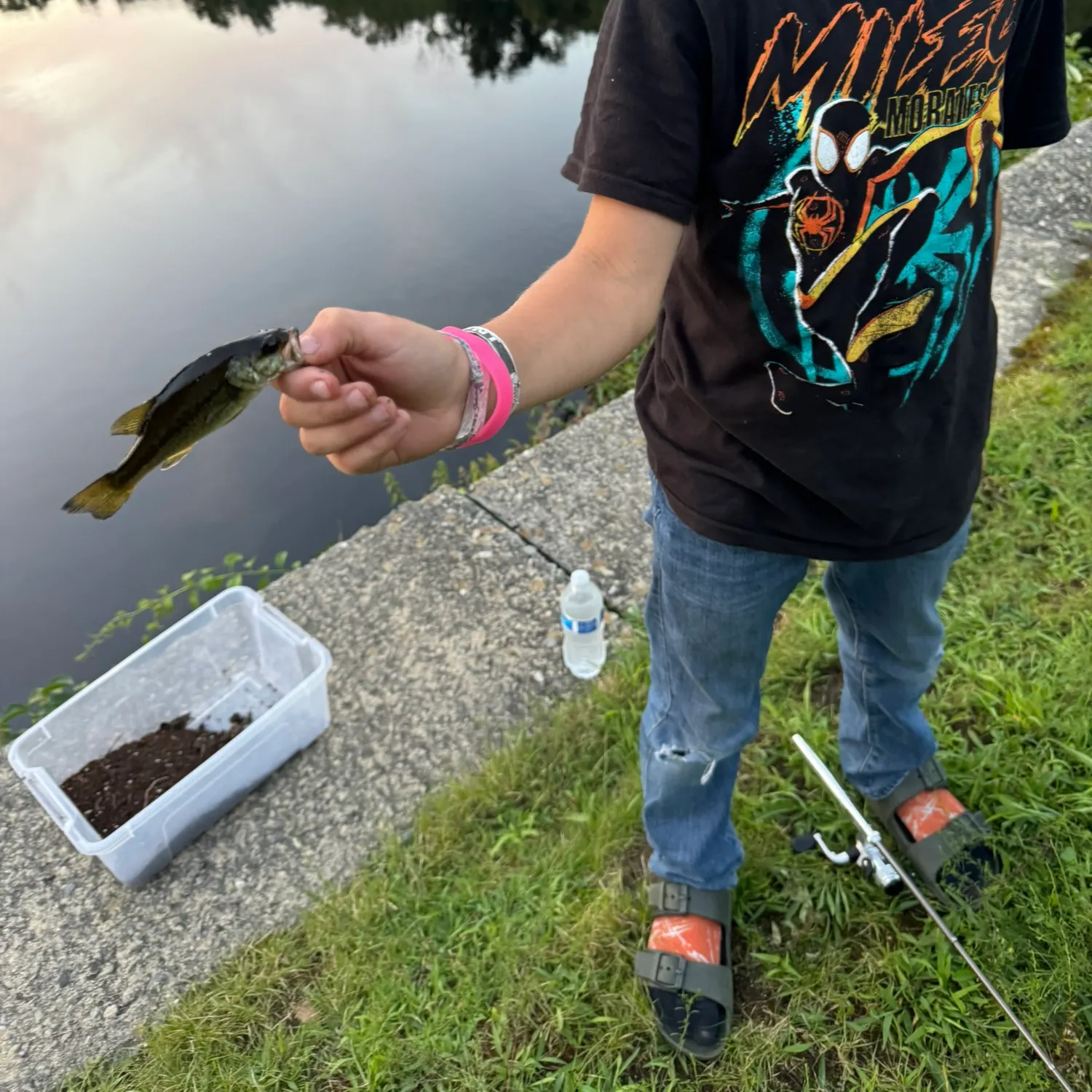 The most recent Northern hogsucker catches on Fishbrain