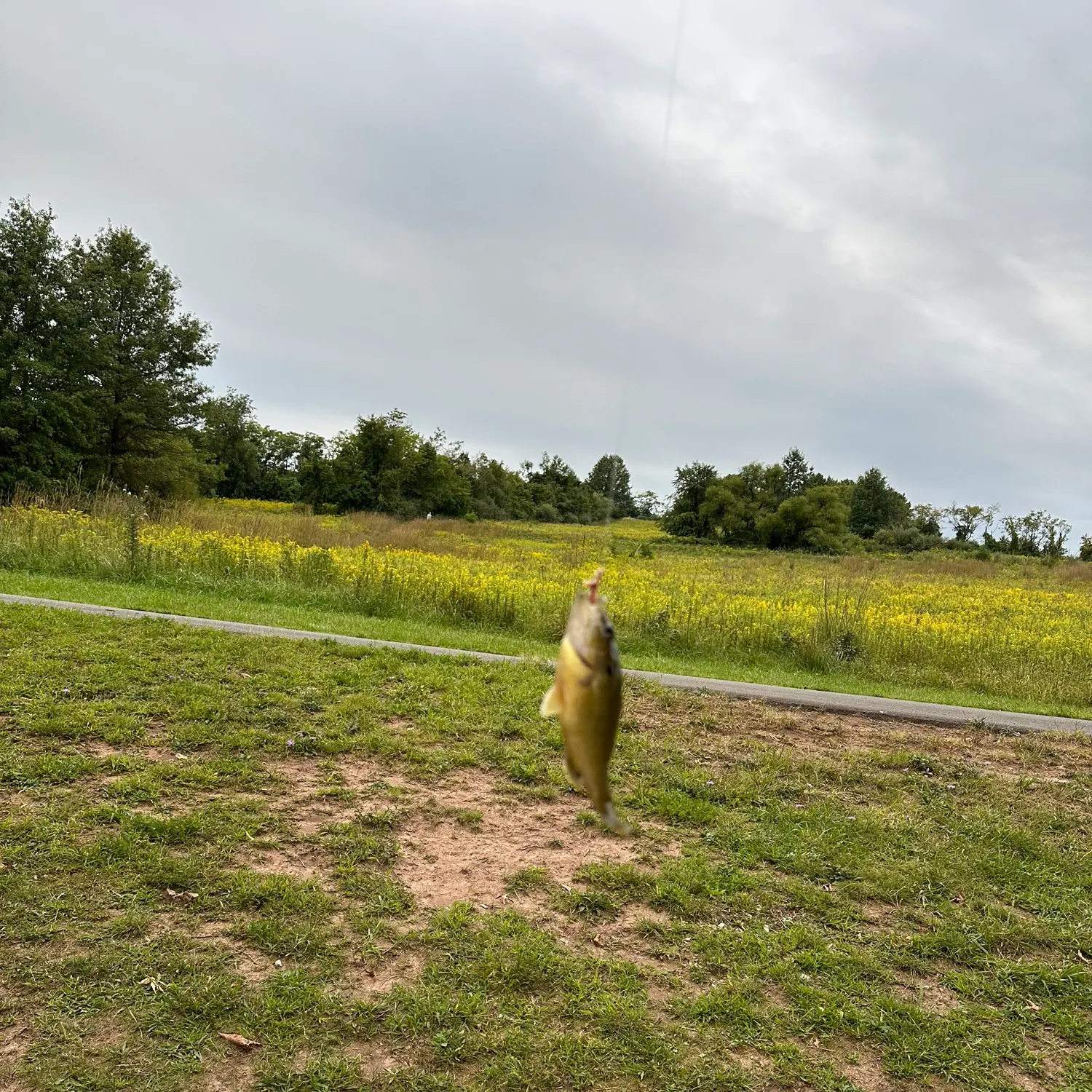 Bluegill caught on Fishbrain