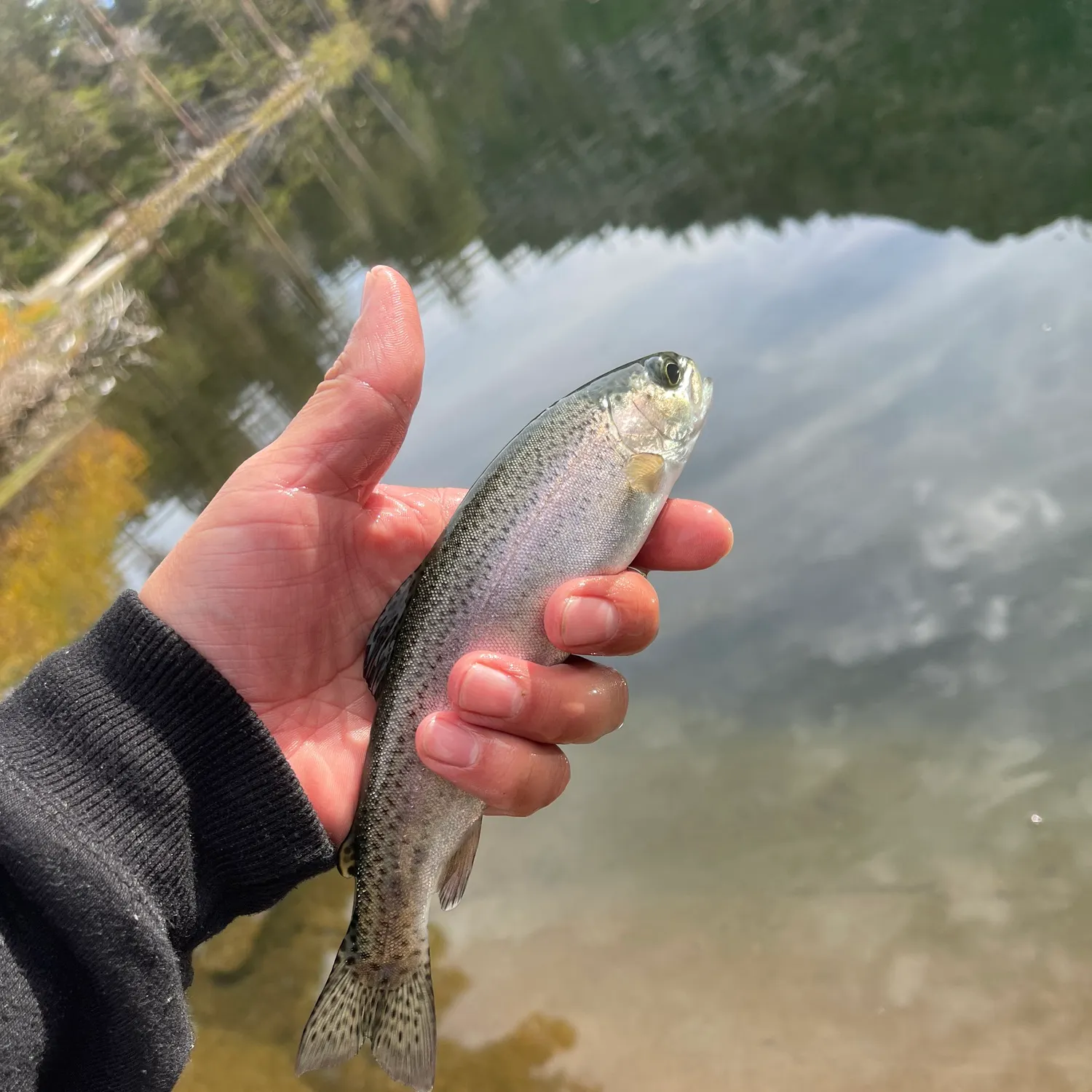 Rainbow trout caught on Fishbrain