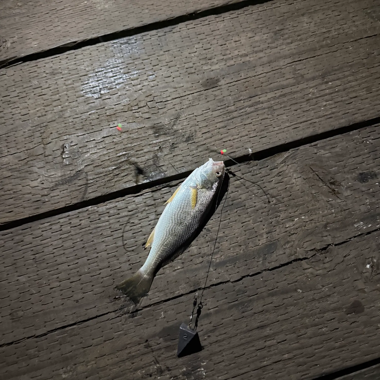 Yellowfin croaker caught on Fishbrain