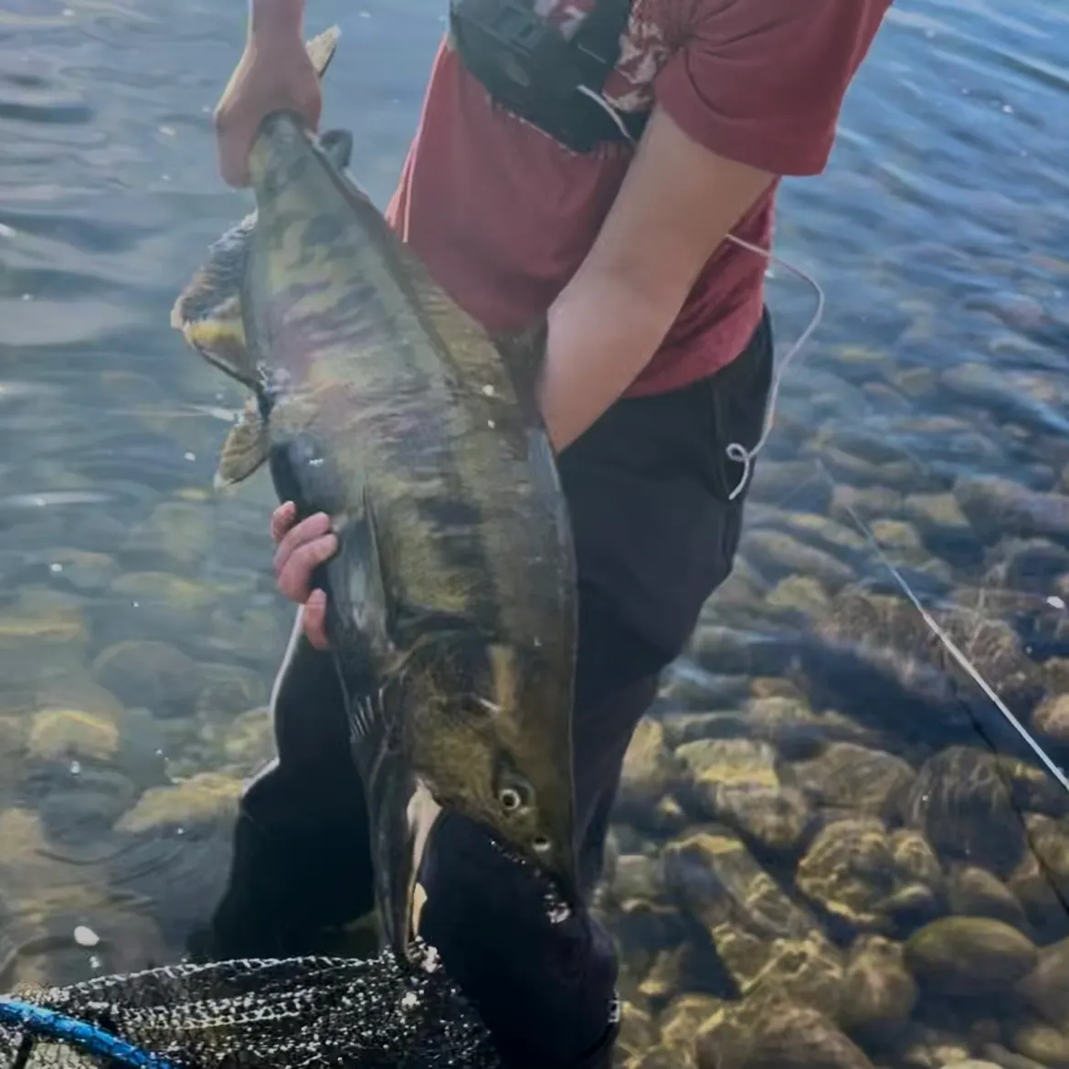 Chum salmon caught on Fishbrain