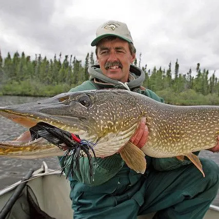 Northern pike caught on Fishbrain