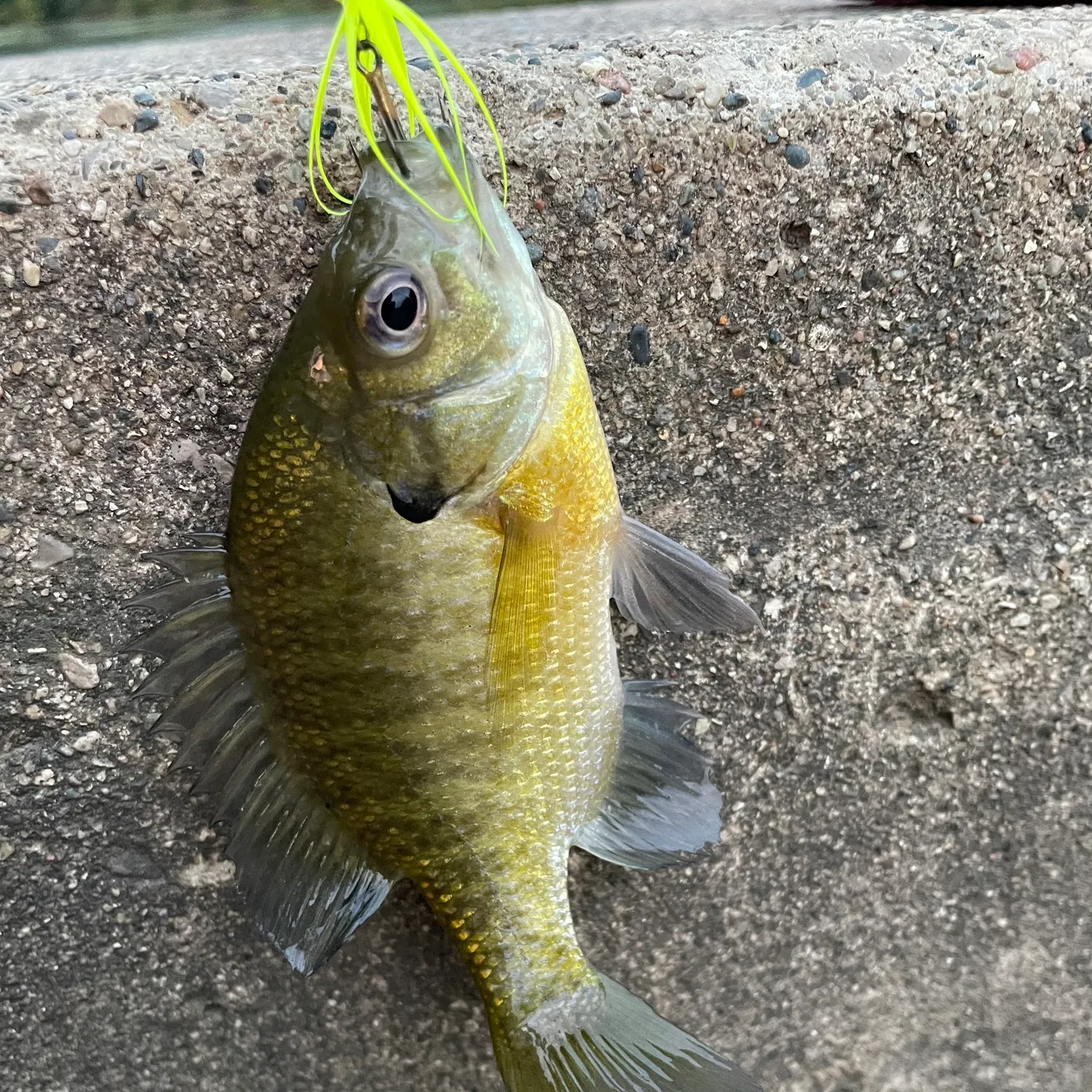 Bluegill caught on Fishbrain