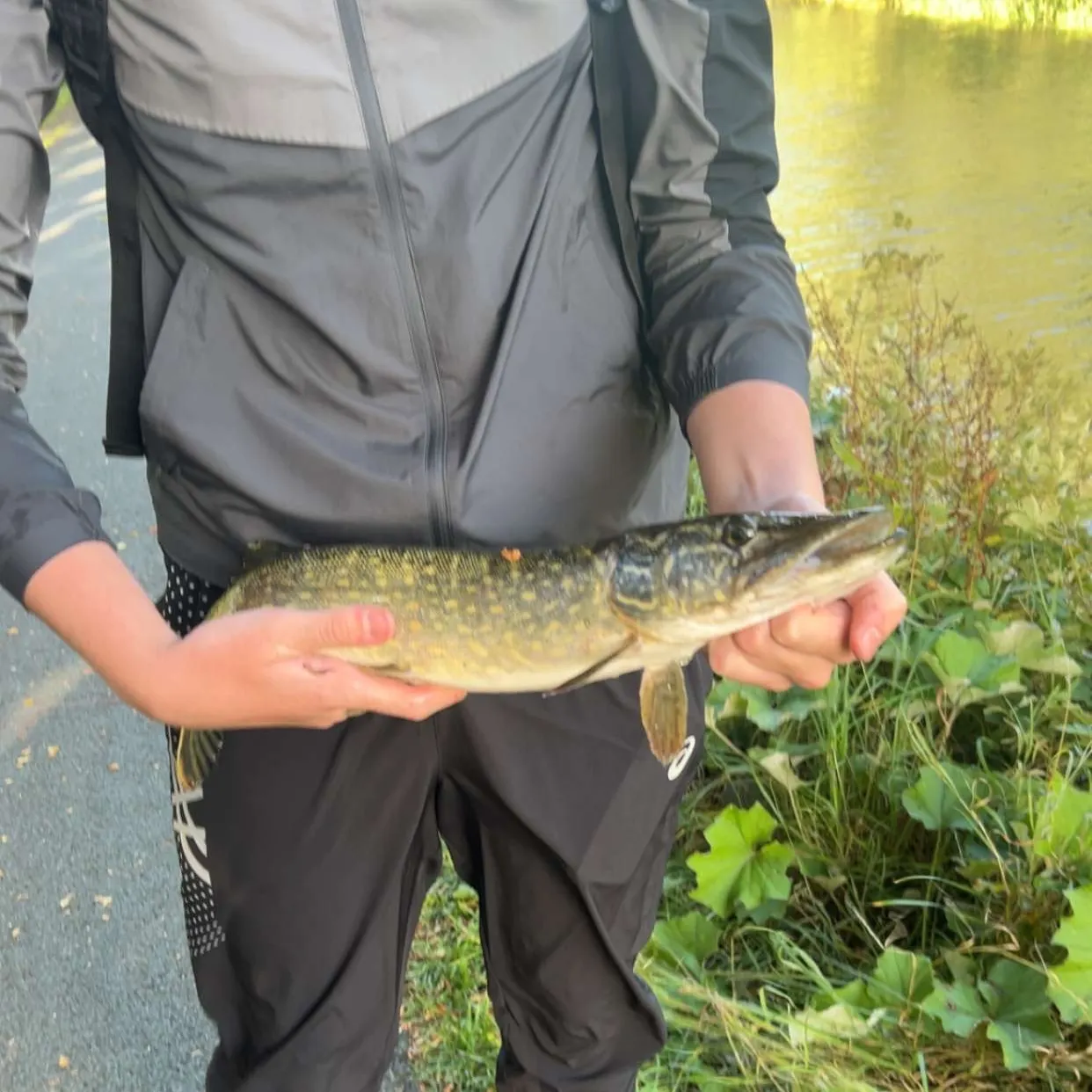 Northern pike caught on Fishbrain