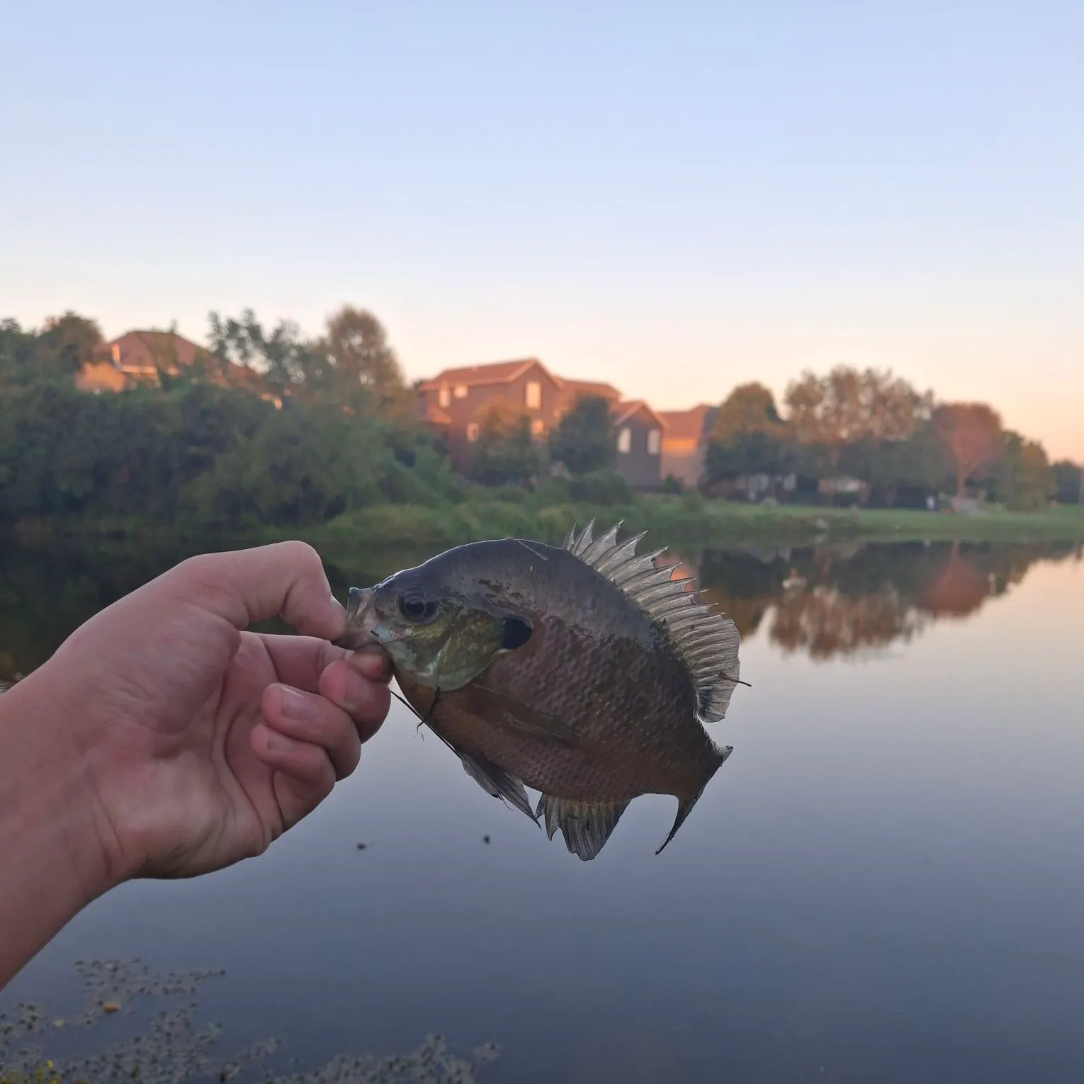 Bluegill caught on Fishbrain