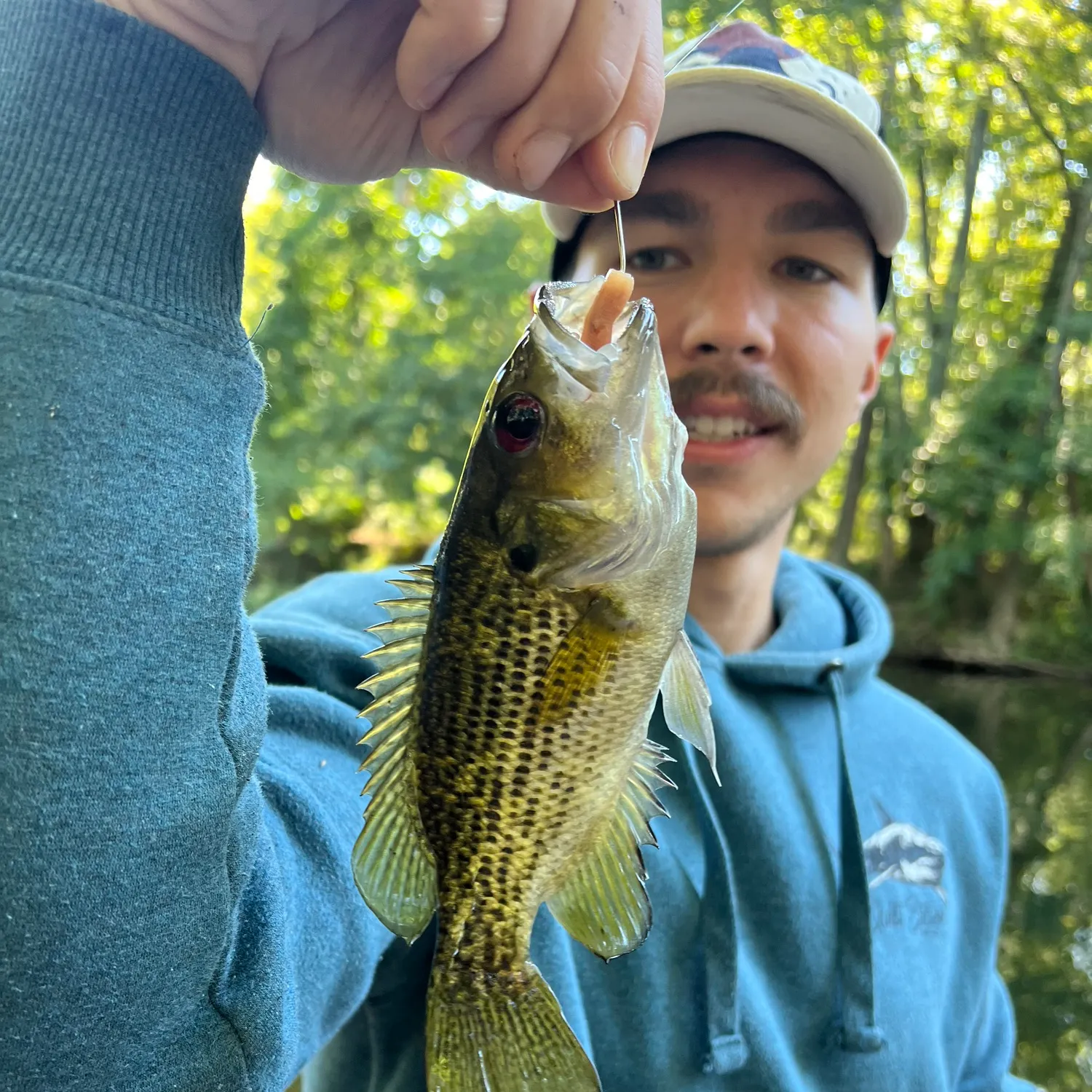 Rock bass caught on Fishbrain