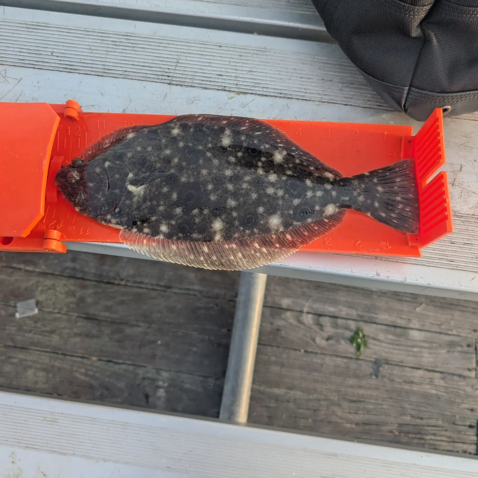Summer flounder caught on Fishbrain