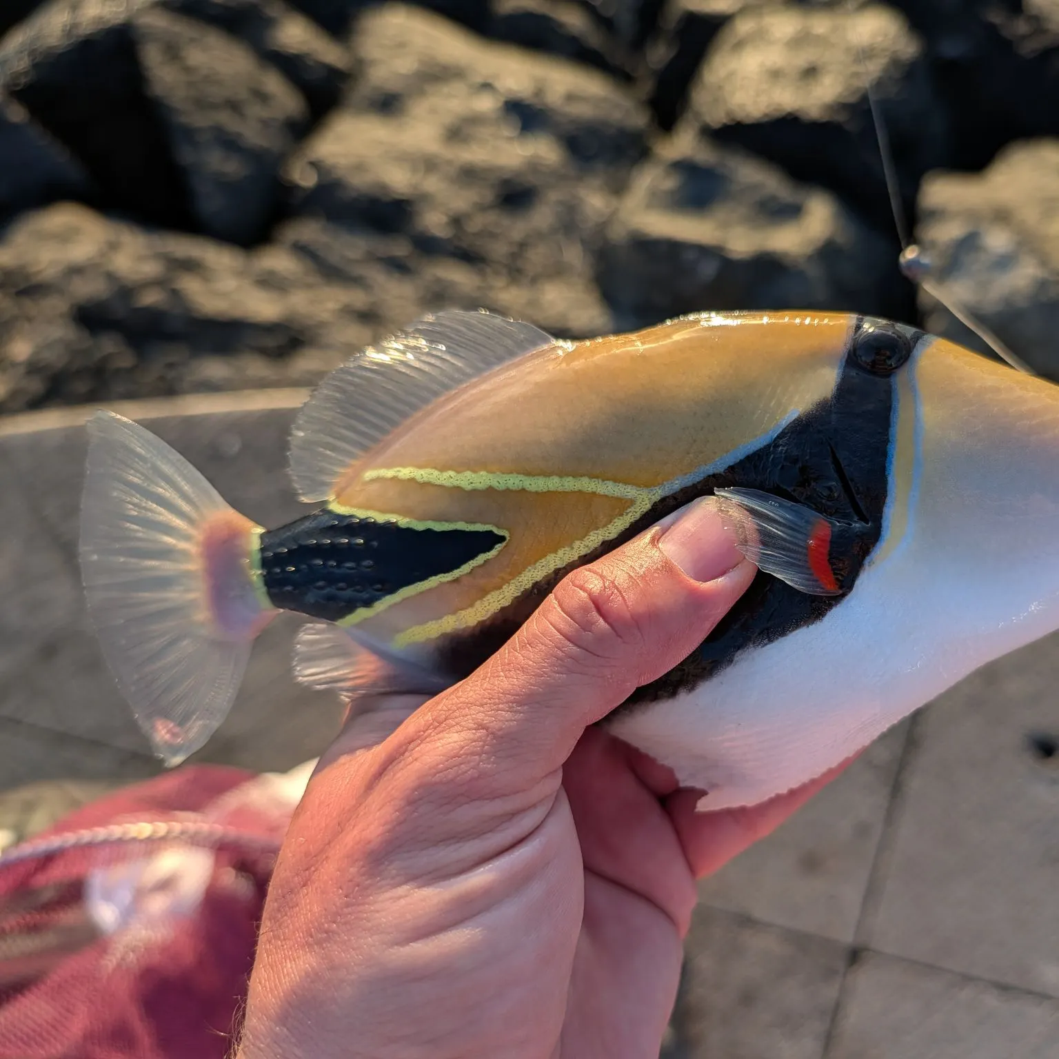 The most recent Wedge-tail triggerfish catches on Fishbrain