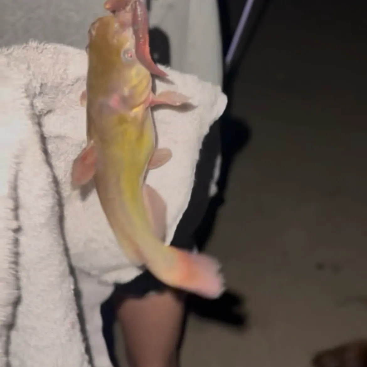 Channel catfish caught on Fishbrain