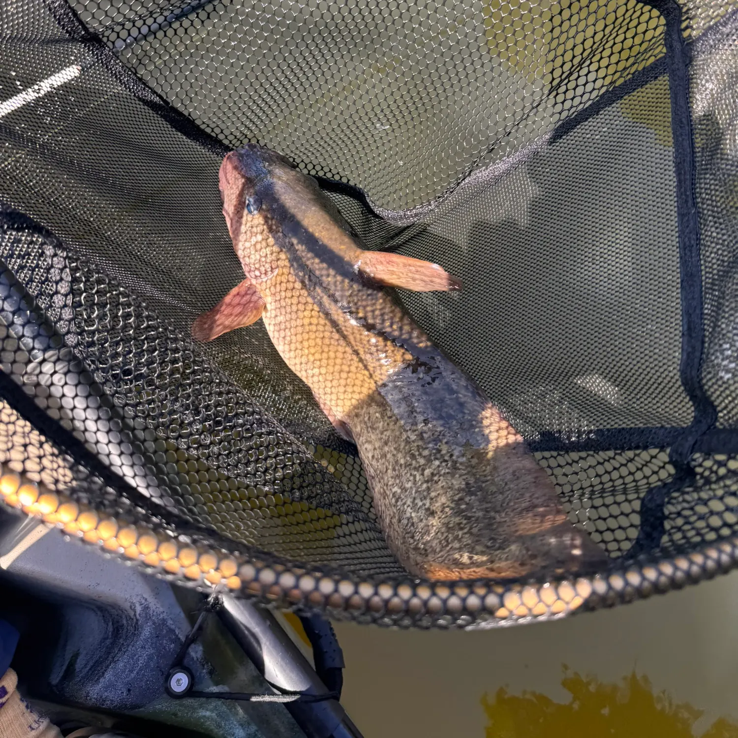 The most recent Dewfish catches on Fishbrain