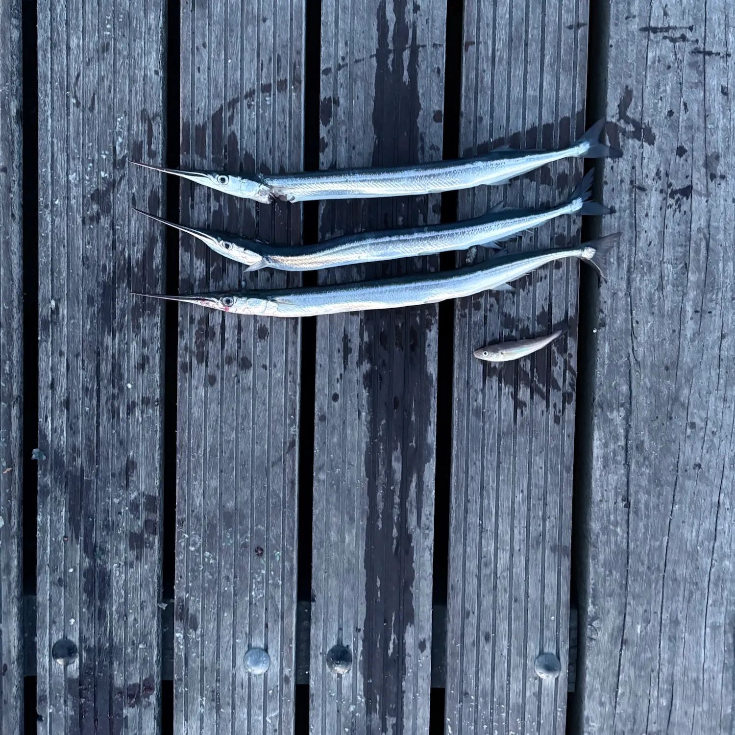 The most recent European garfish catches on Fishbrain
