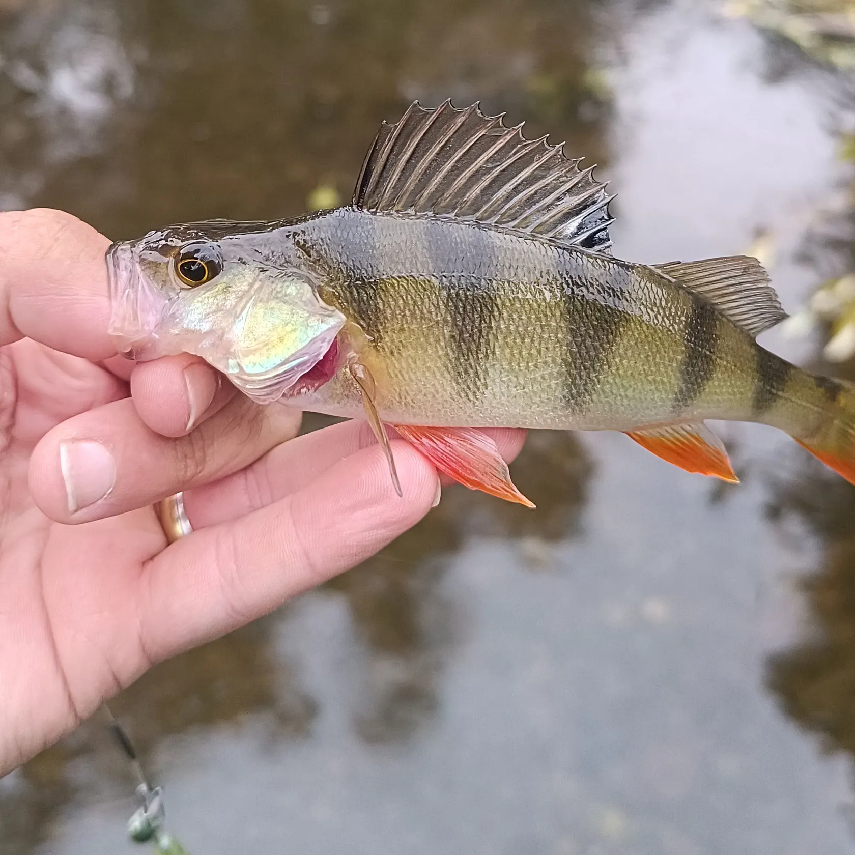 European perch caught on Fishbrain