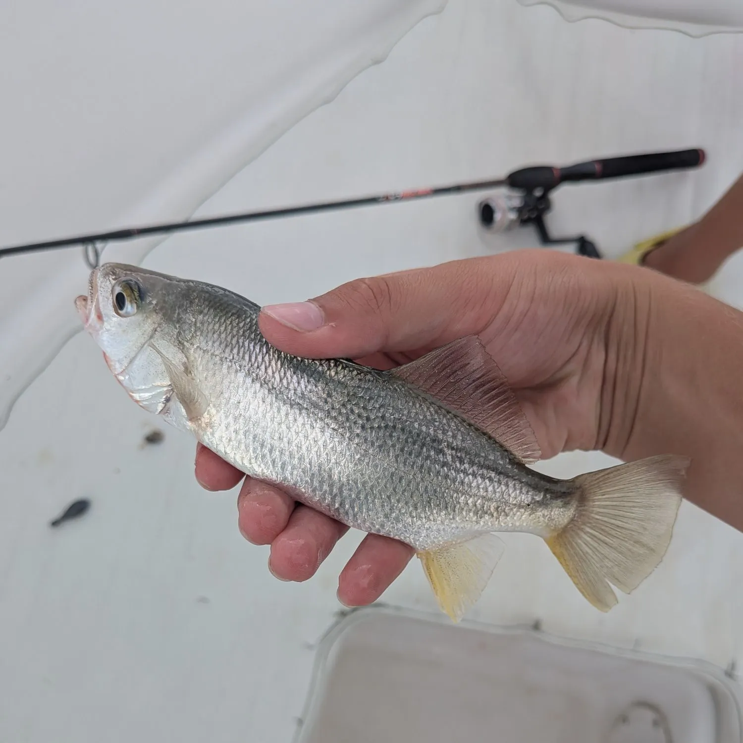 The most recent Silver perch catches on Fishbrain