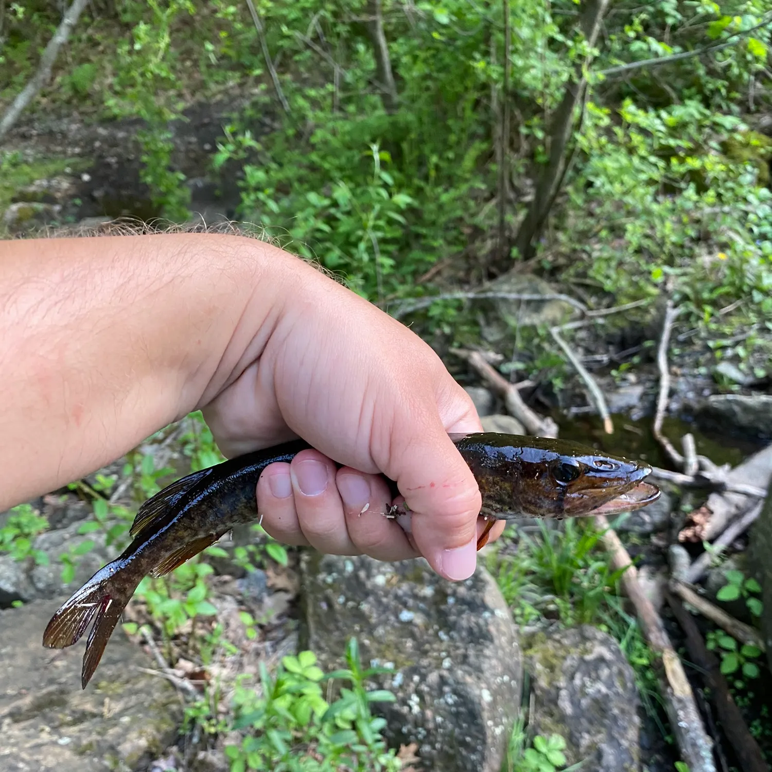 The most recent Grass pickerel catches on Fishbrain