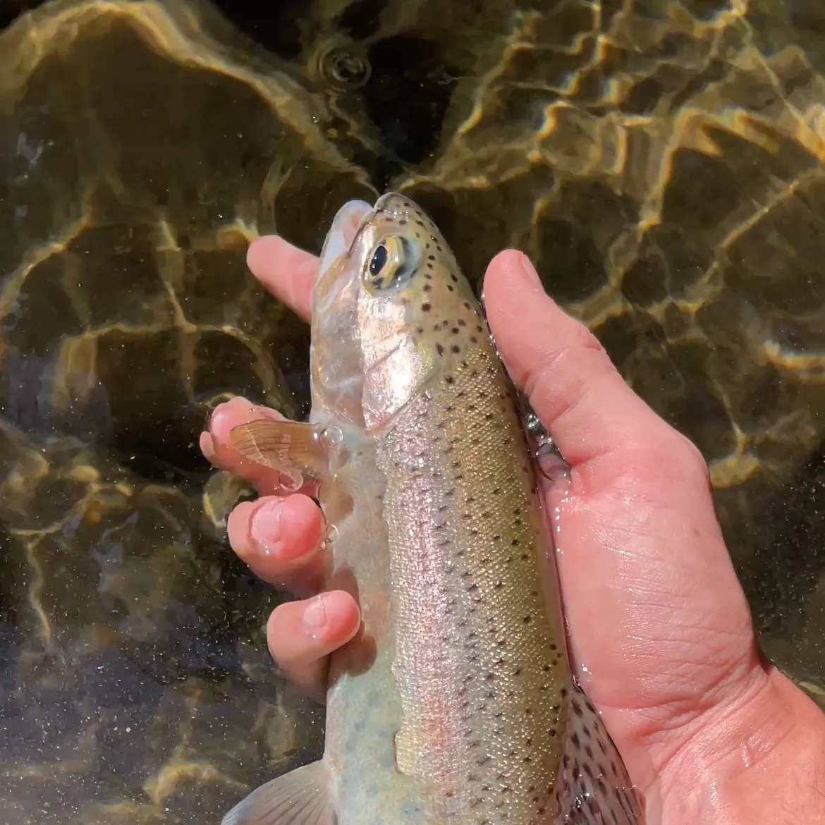 The most recent Coastal rainbow trout catches on Fishbrain
