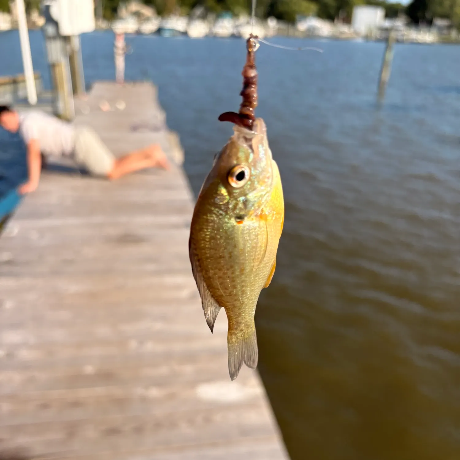 Orangespotted sunfish caught on Fishbrain