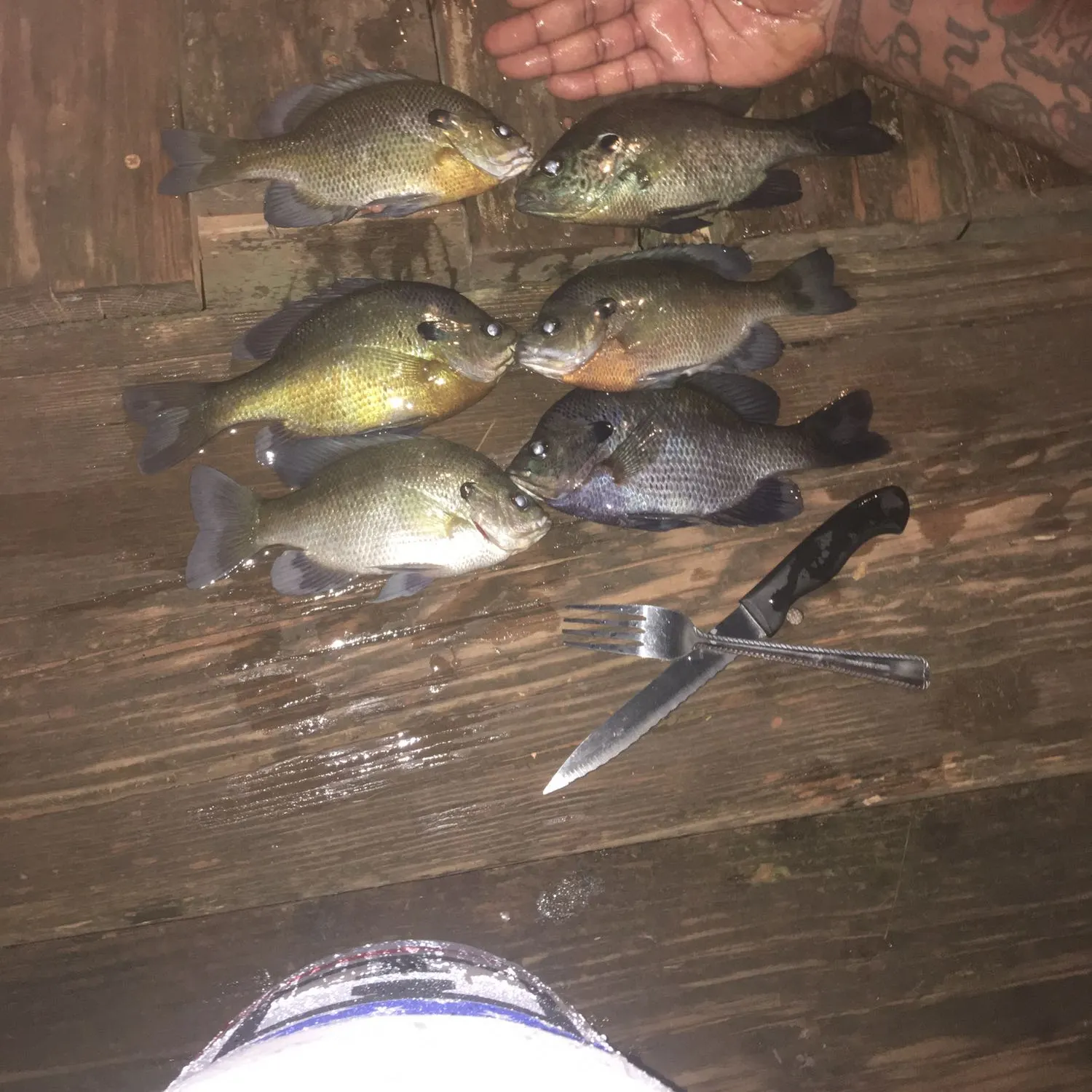 recently logged catches