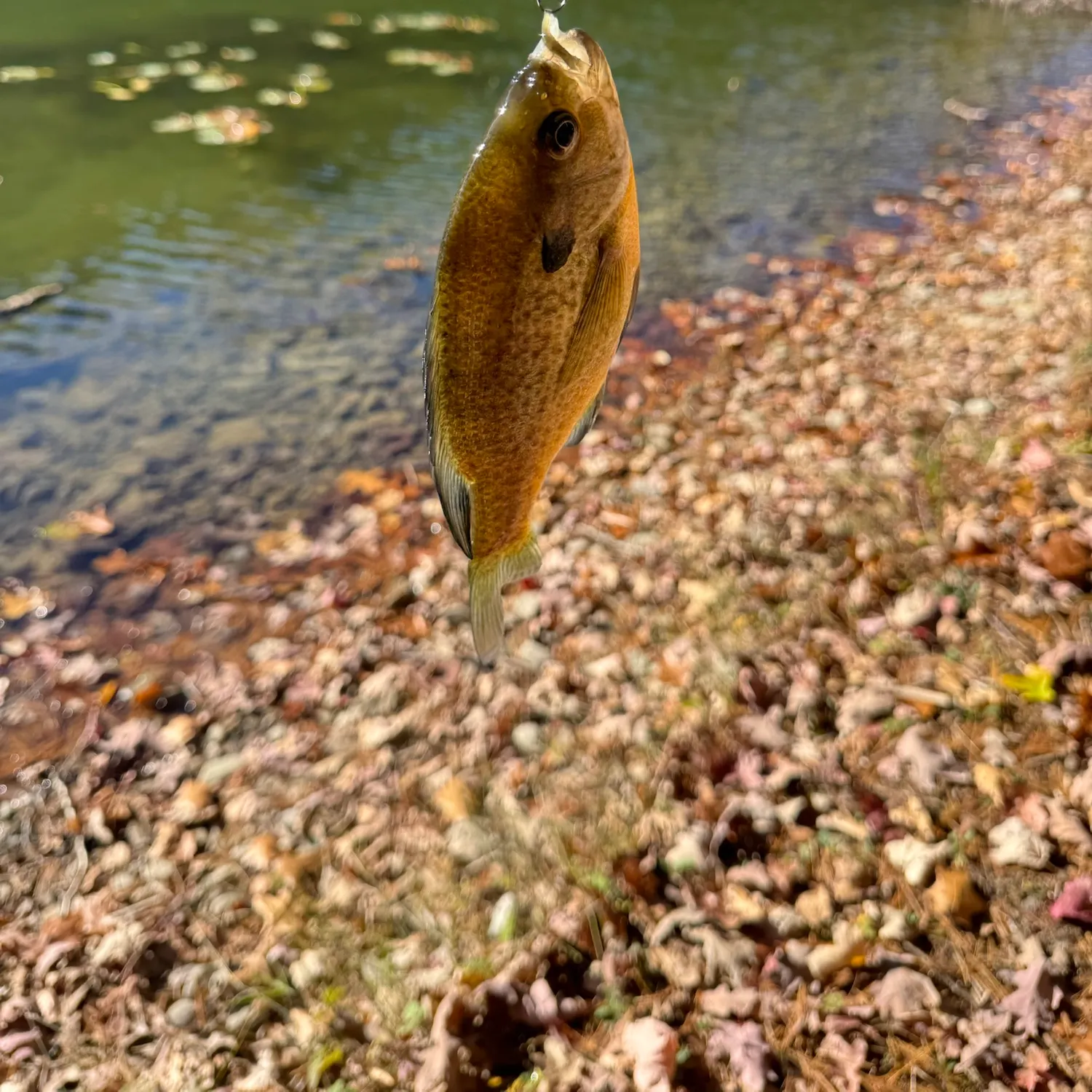 Bluegill caught on Fishbrain
