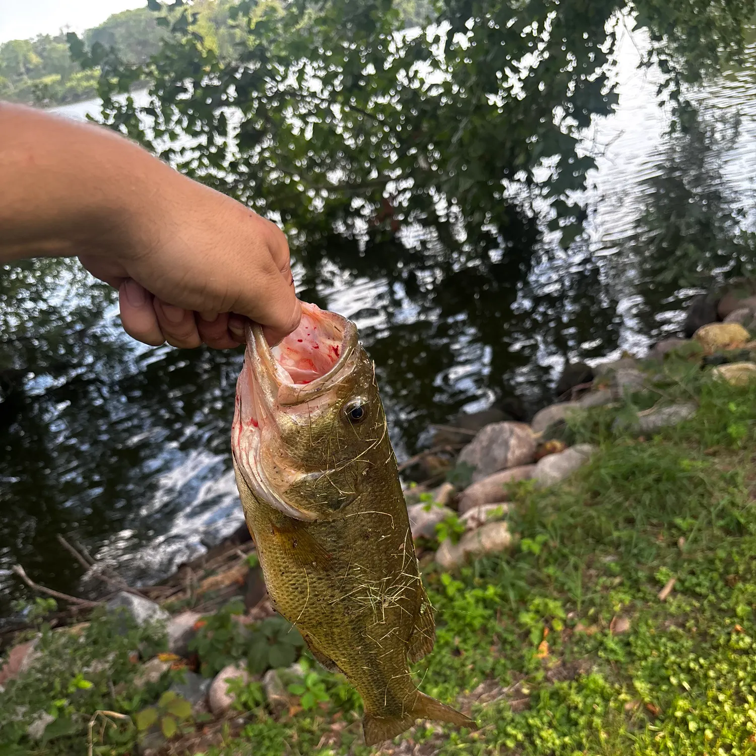 Largemouth bass caught on Fishbrain
