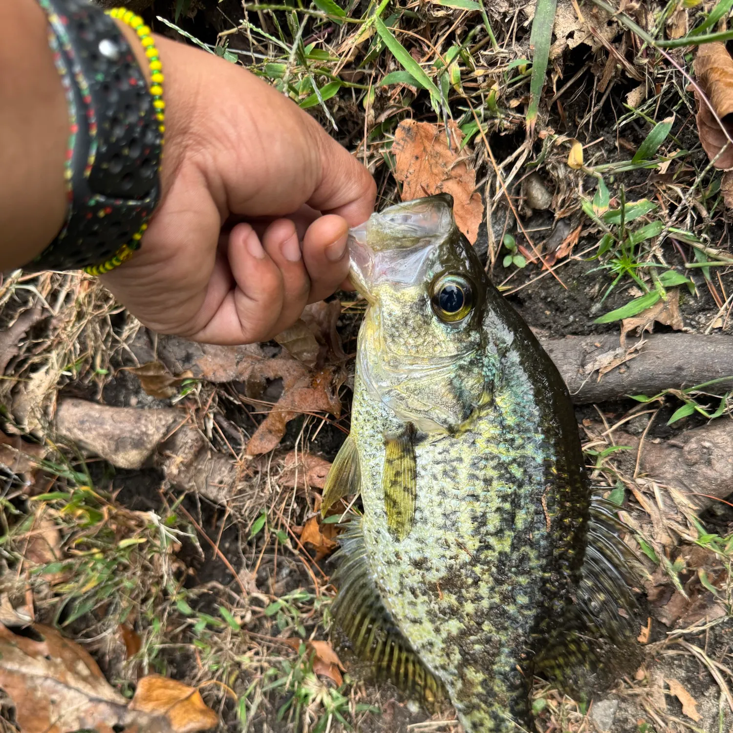 Black crappie caught on Fishbrain