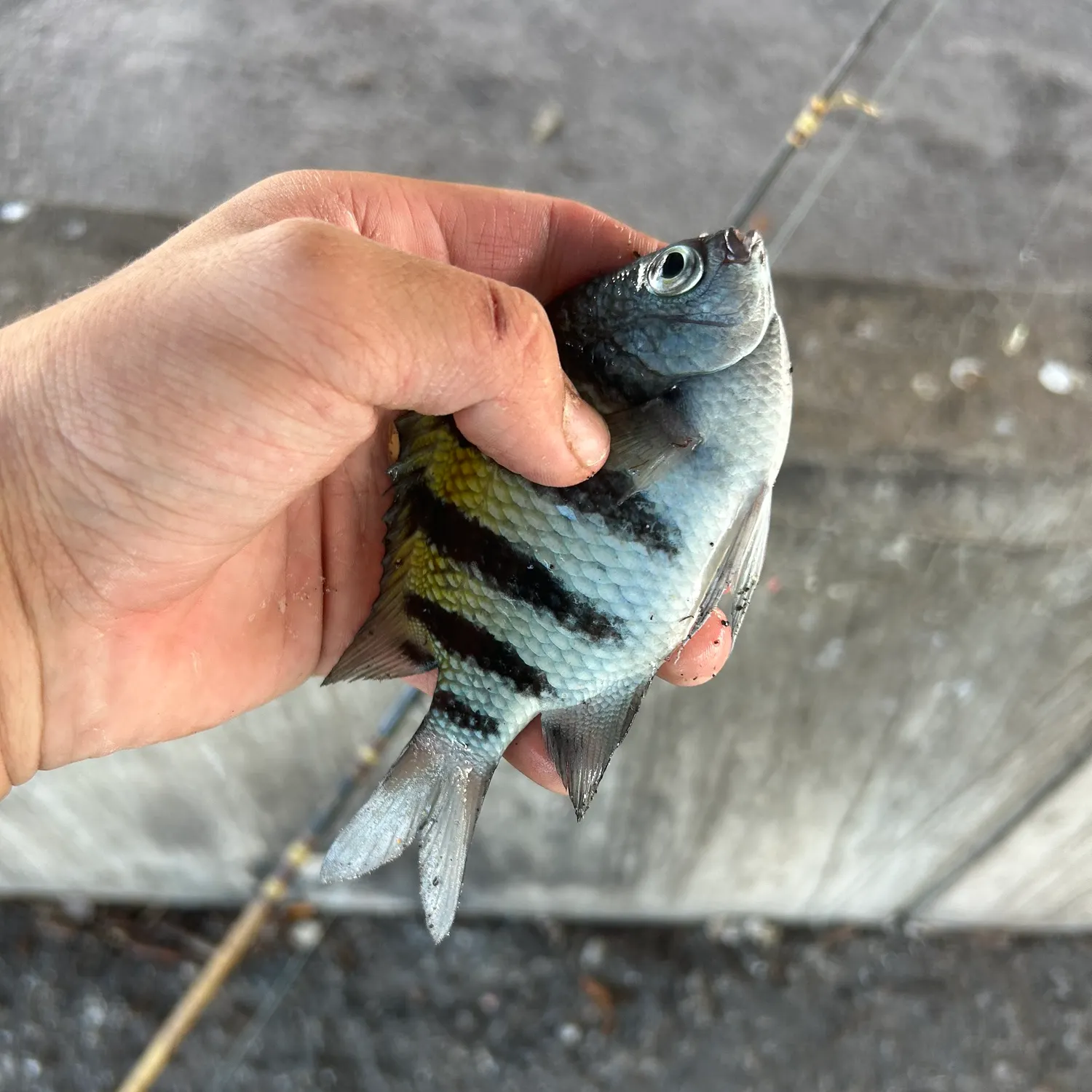 The most recent Sergeant-major catches on Fishbrain