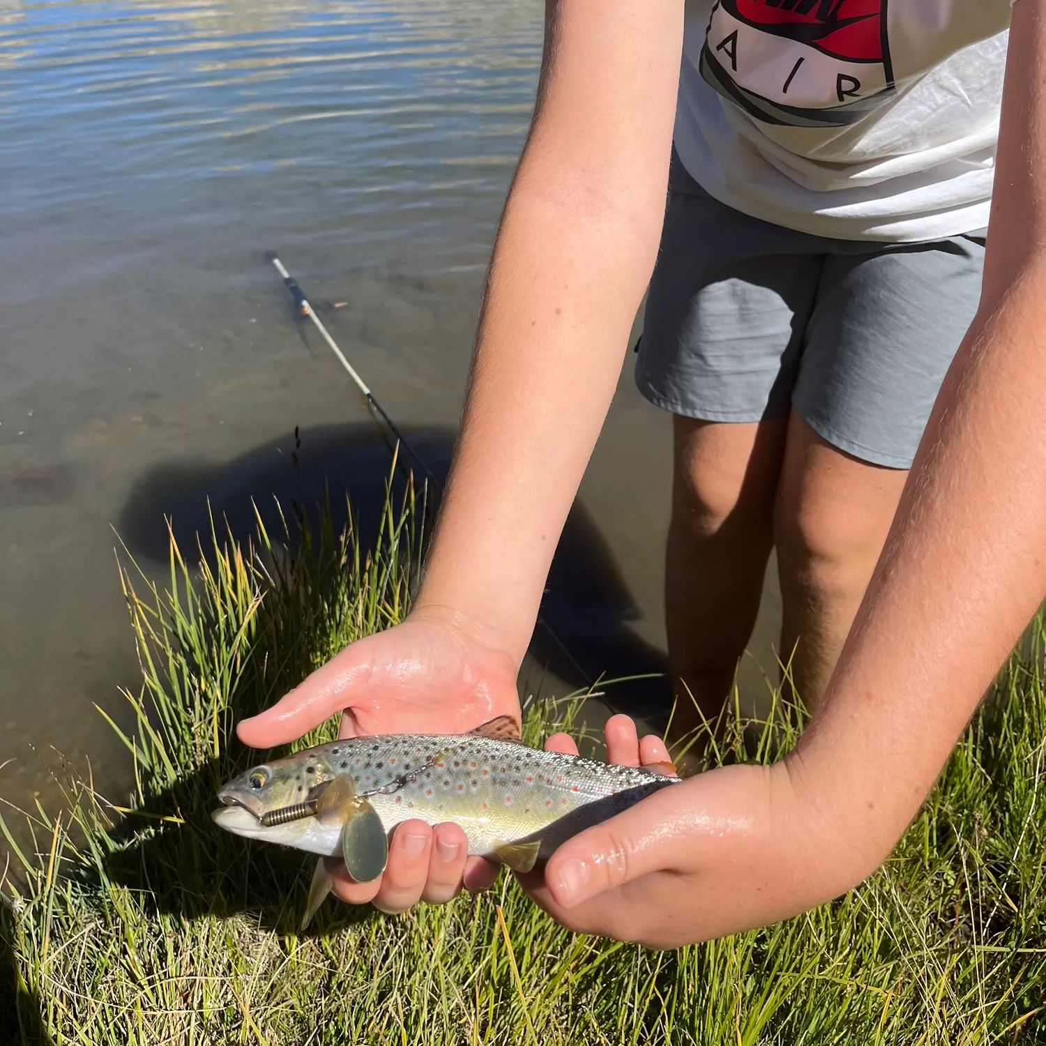 Brown trout caught on Fishbrain