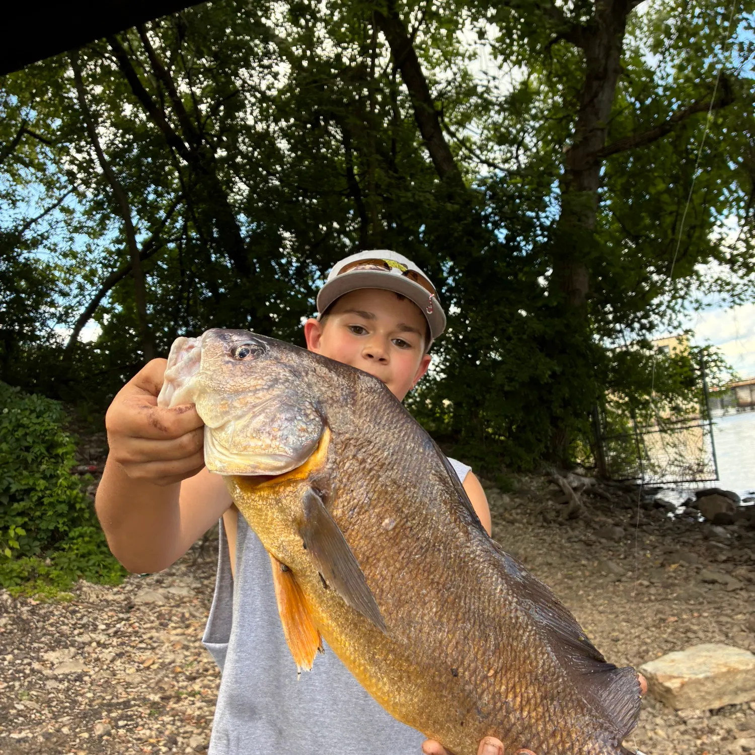 The most recent Freshwater drum catches on Fishbrain