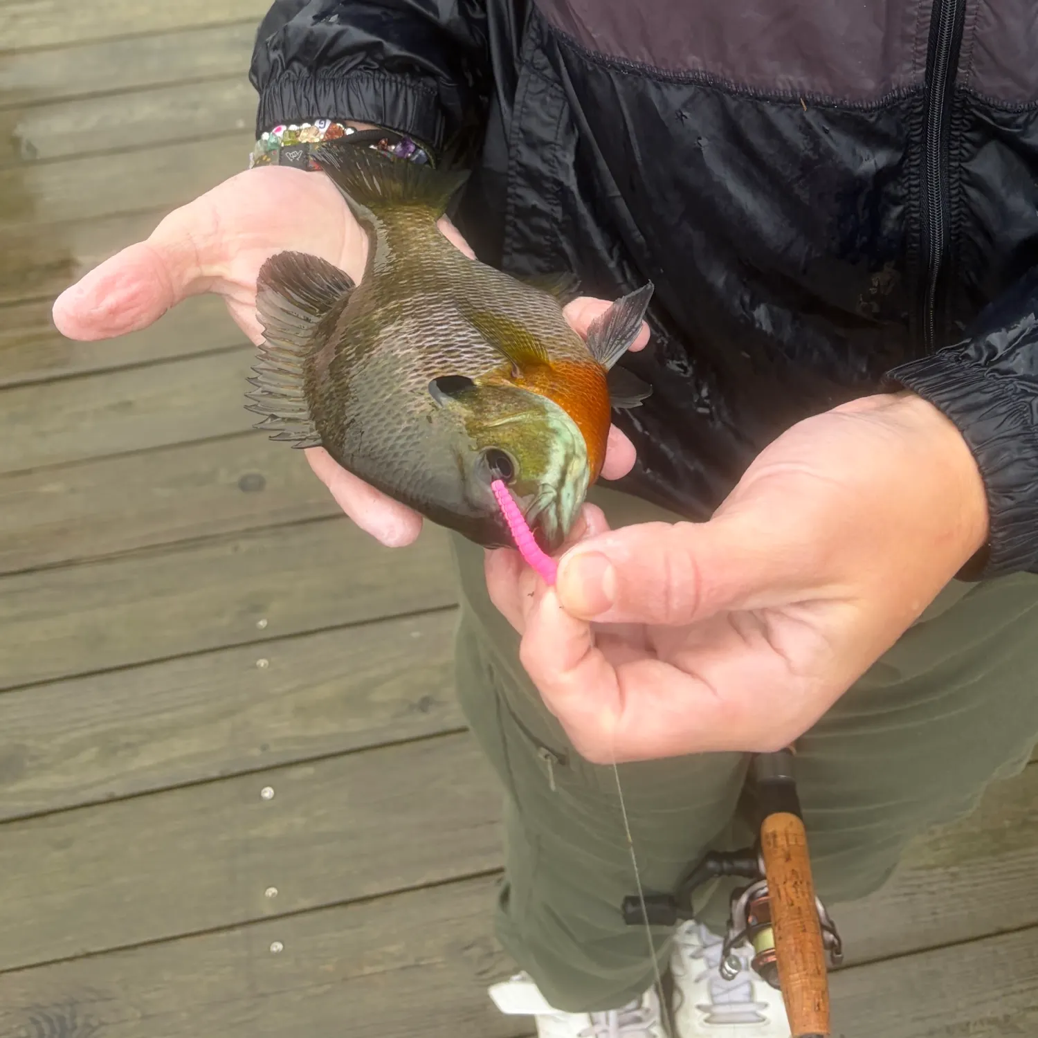 Bluegill caught on Fishbrain