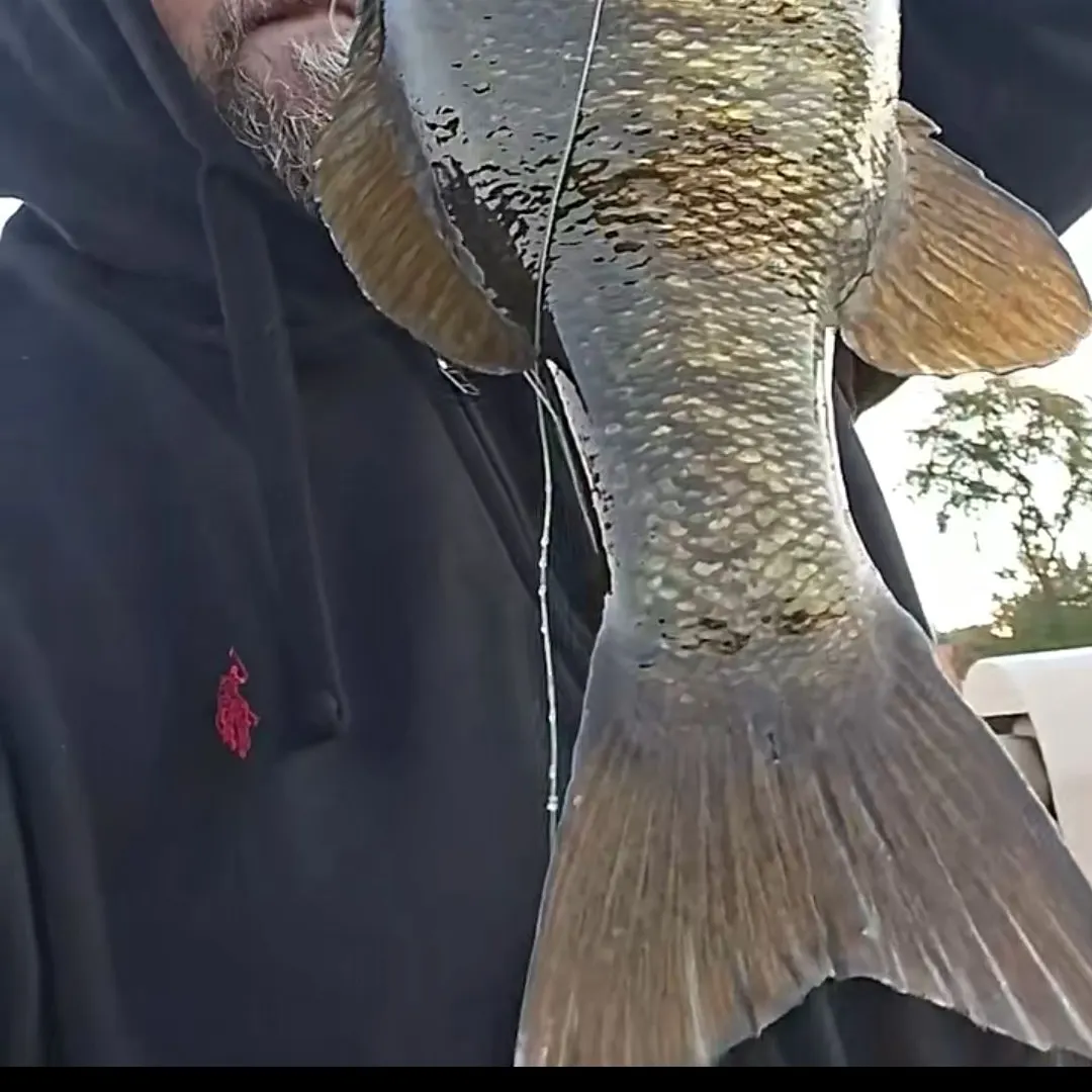 Smallmouth bass caught on Fishbrain