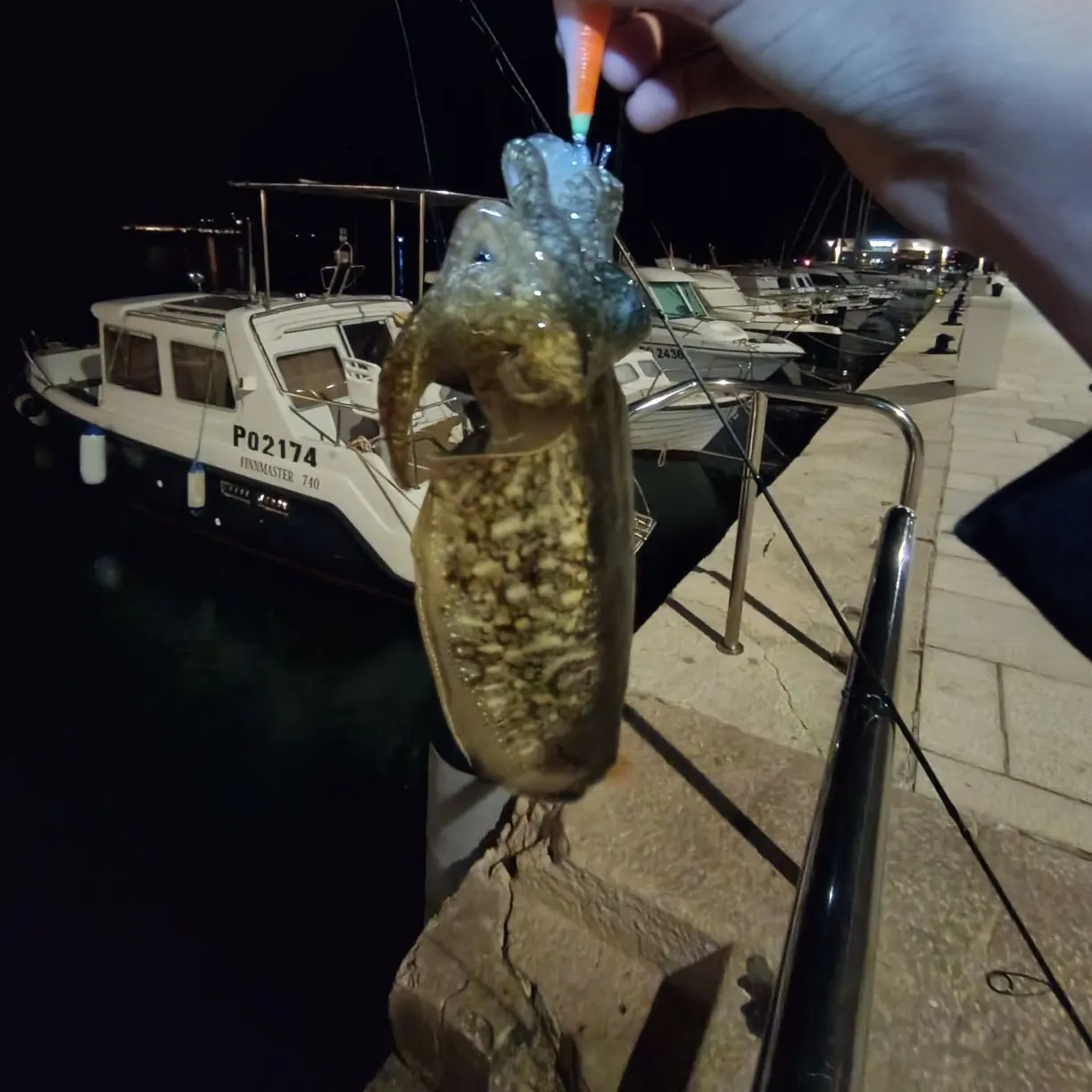 The most recent Common cuttlefish catches on Fishbrain