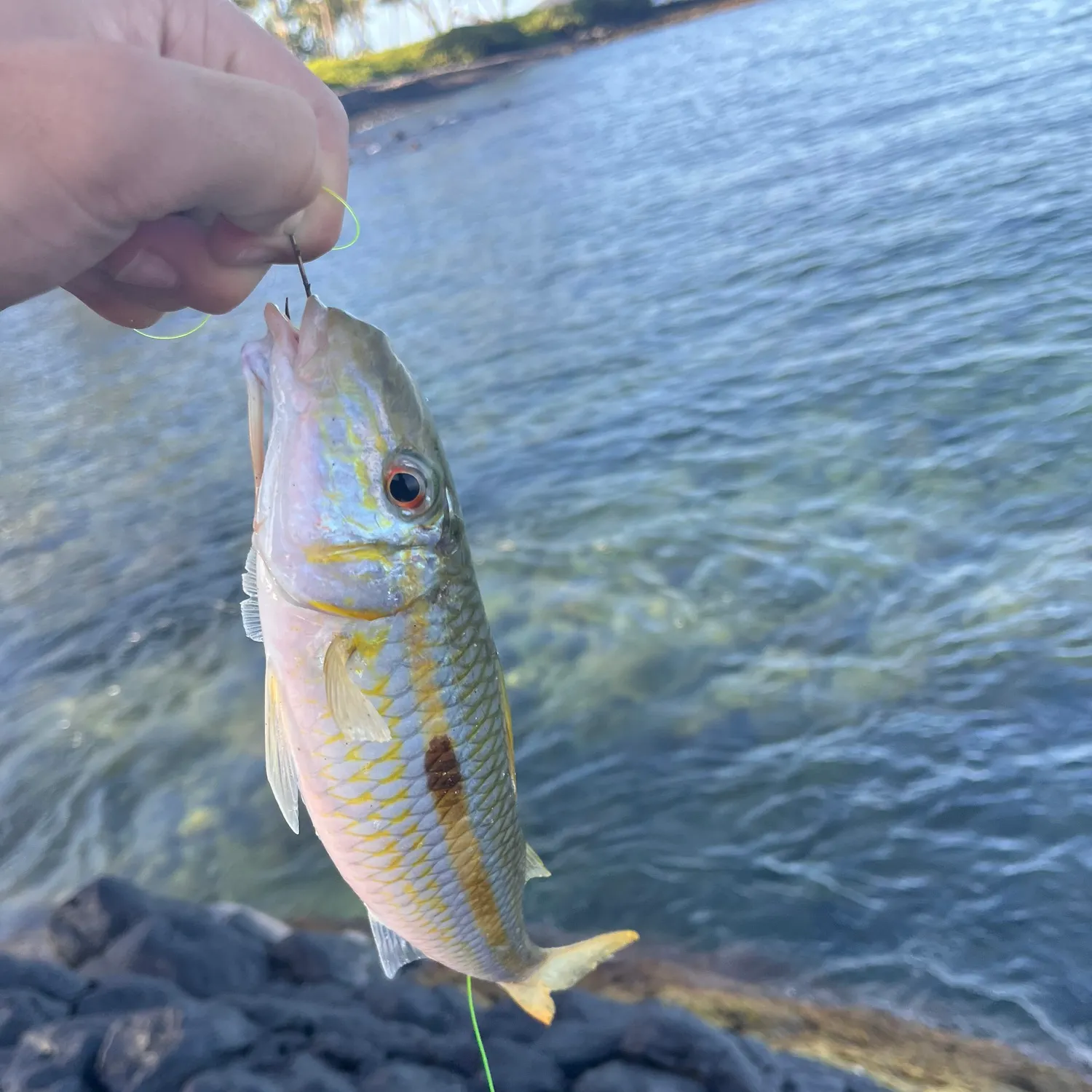 The most recent Yellowstripe goatfish catches on Fishbrain