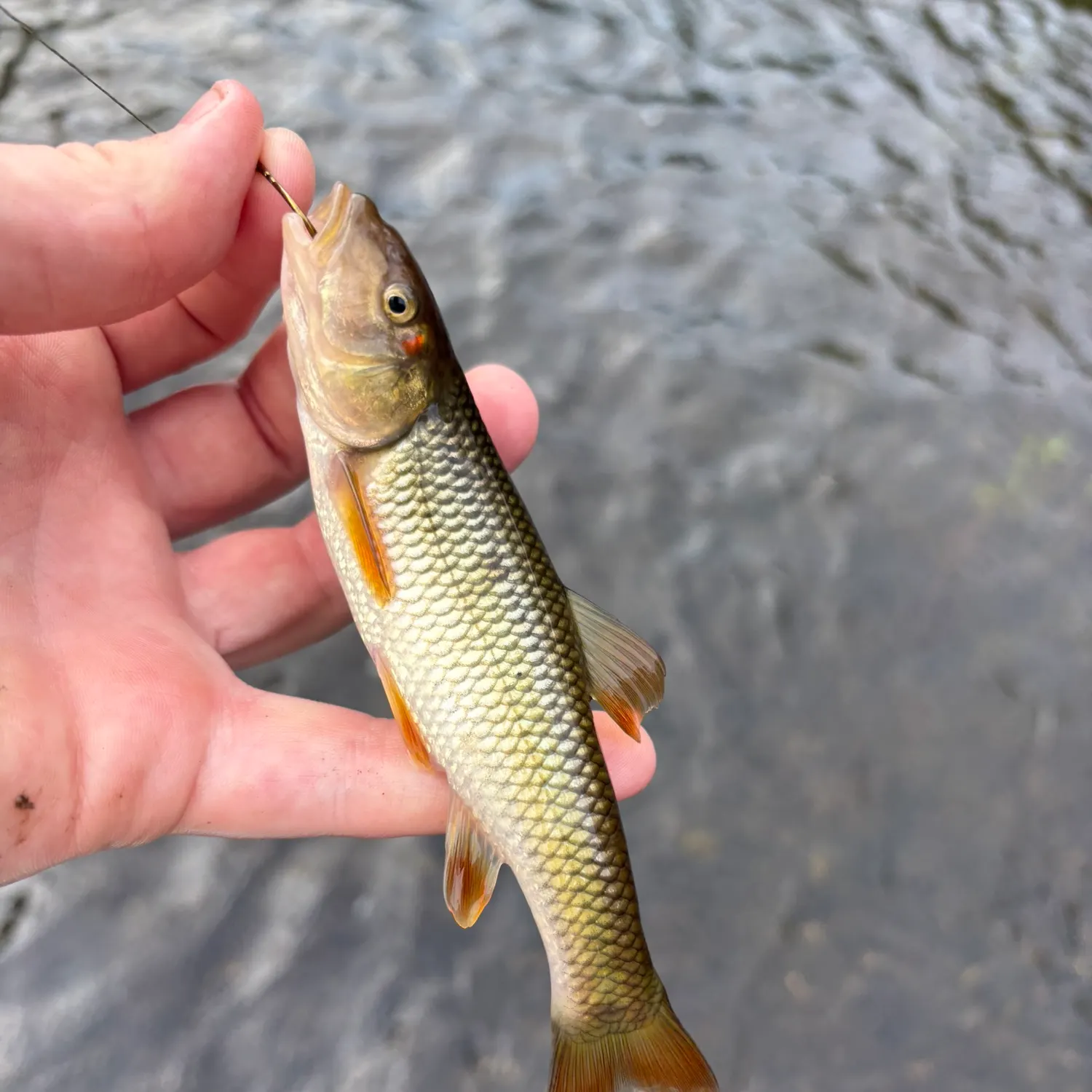 Hornyhead chub caught on Fishbrain