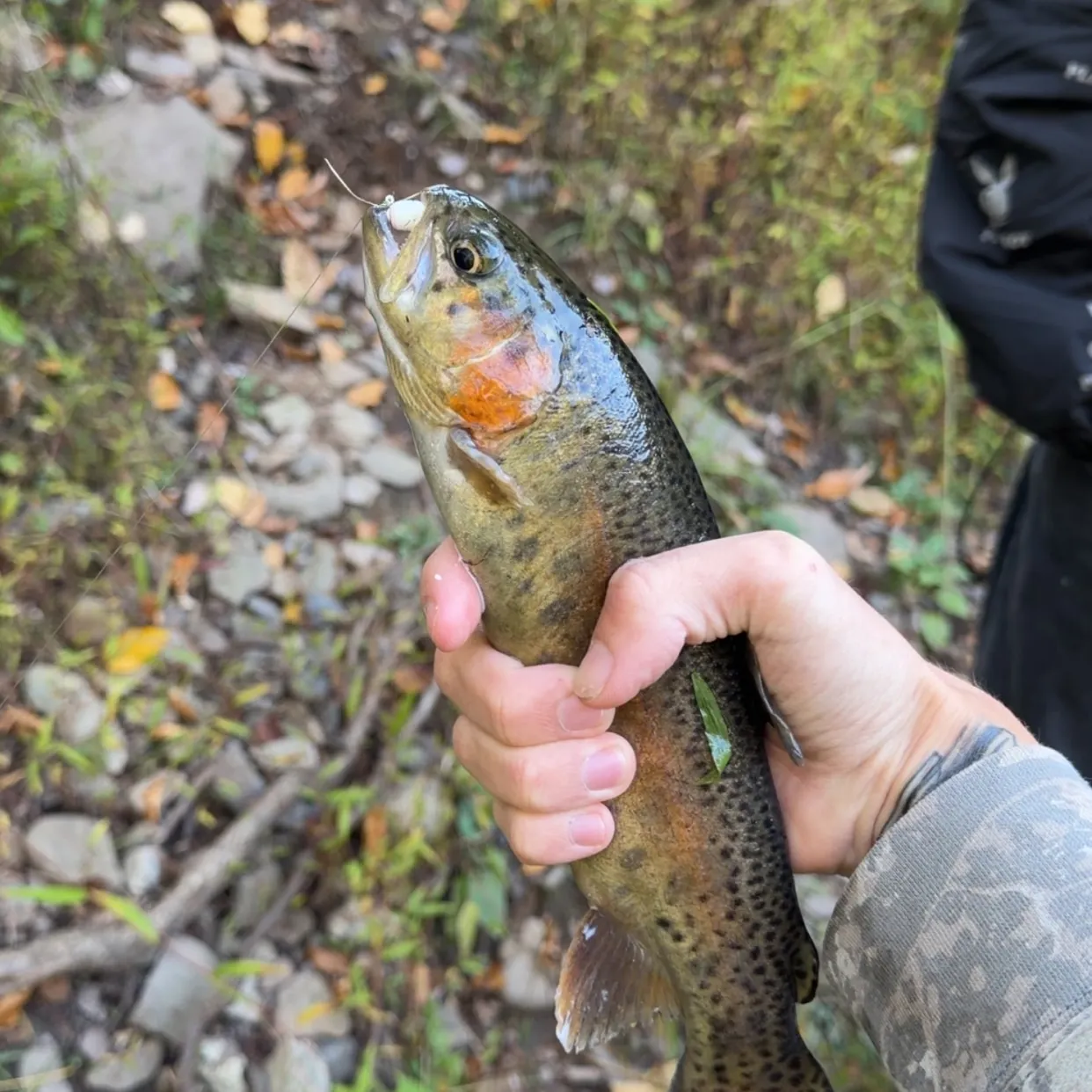 Rainbow trout caught on Fishbrain